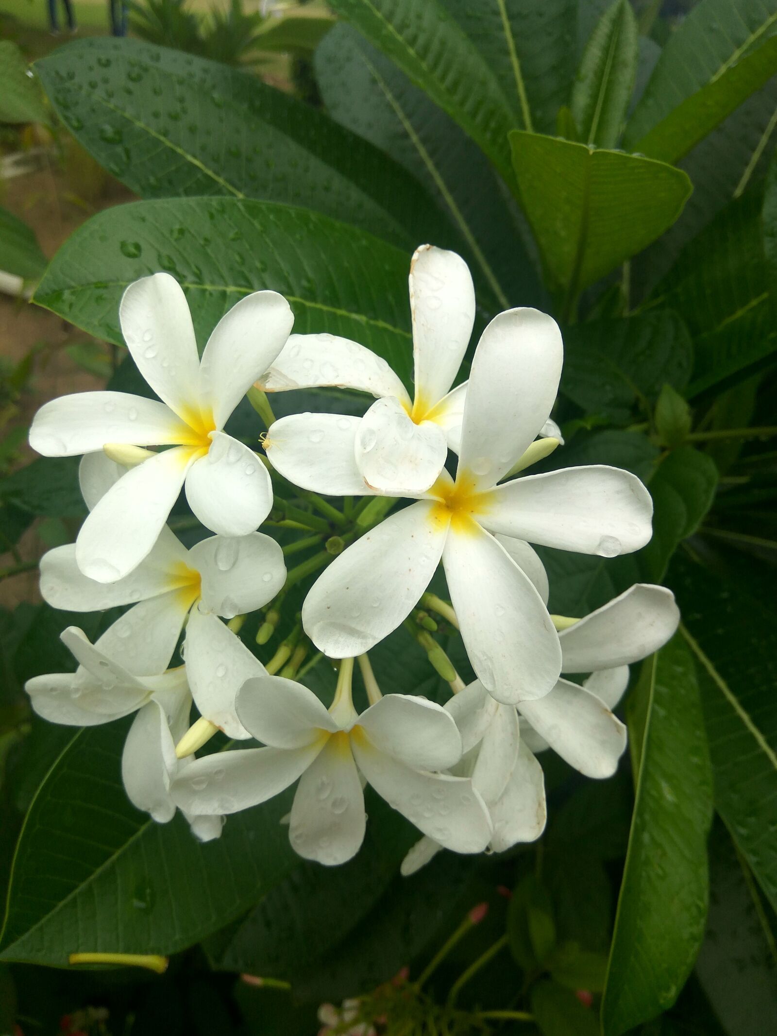 Xiaomi Redmi Note3 sample photo. White, flowers, bunch photography