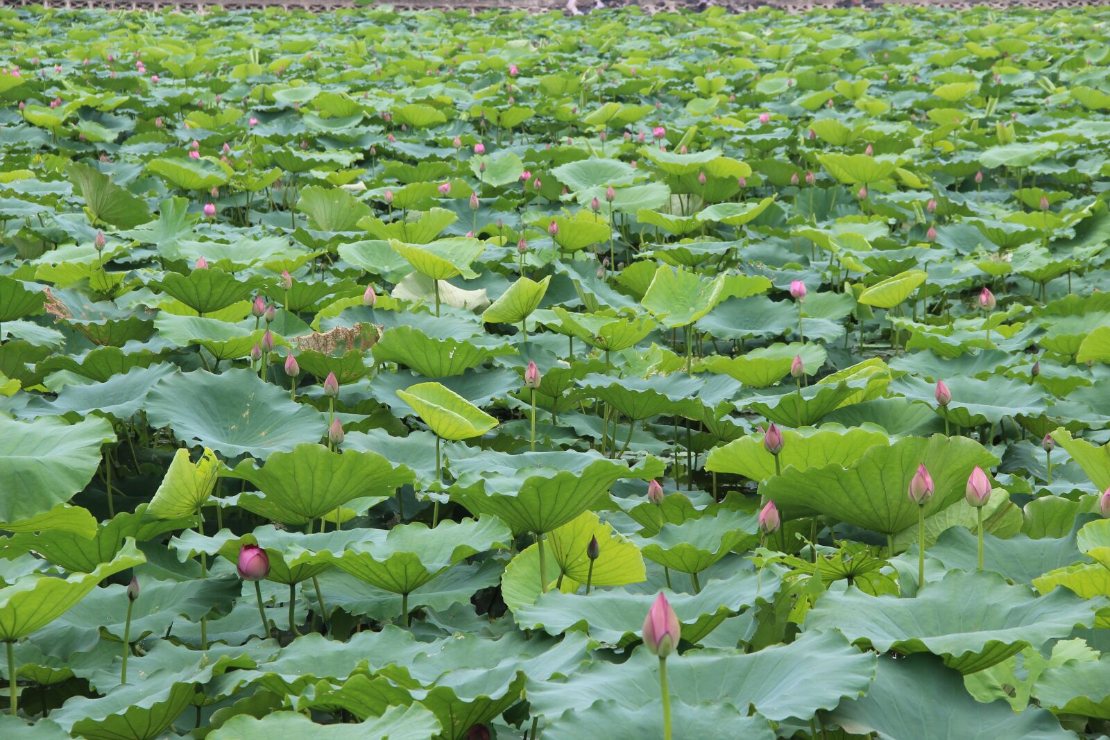 Canon EOS 600D (Rebel EOS T3i / EOS Kiss X5) sample photo. Lotus, leaf, lake photography