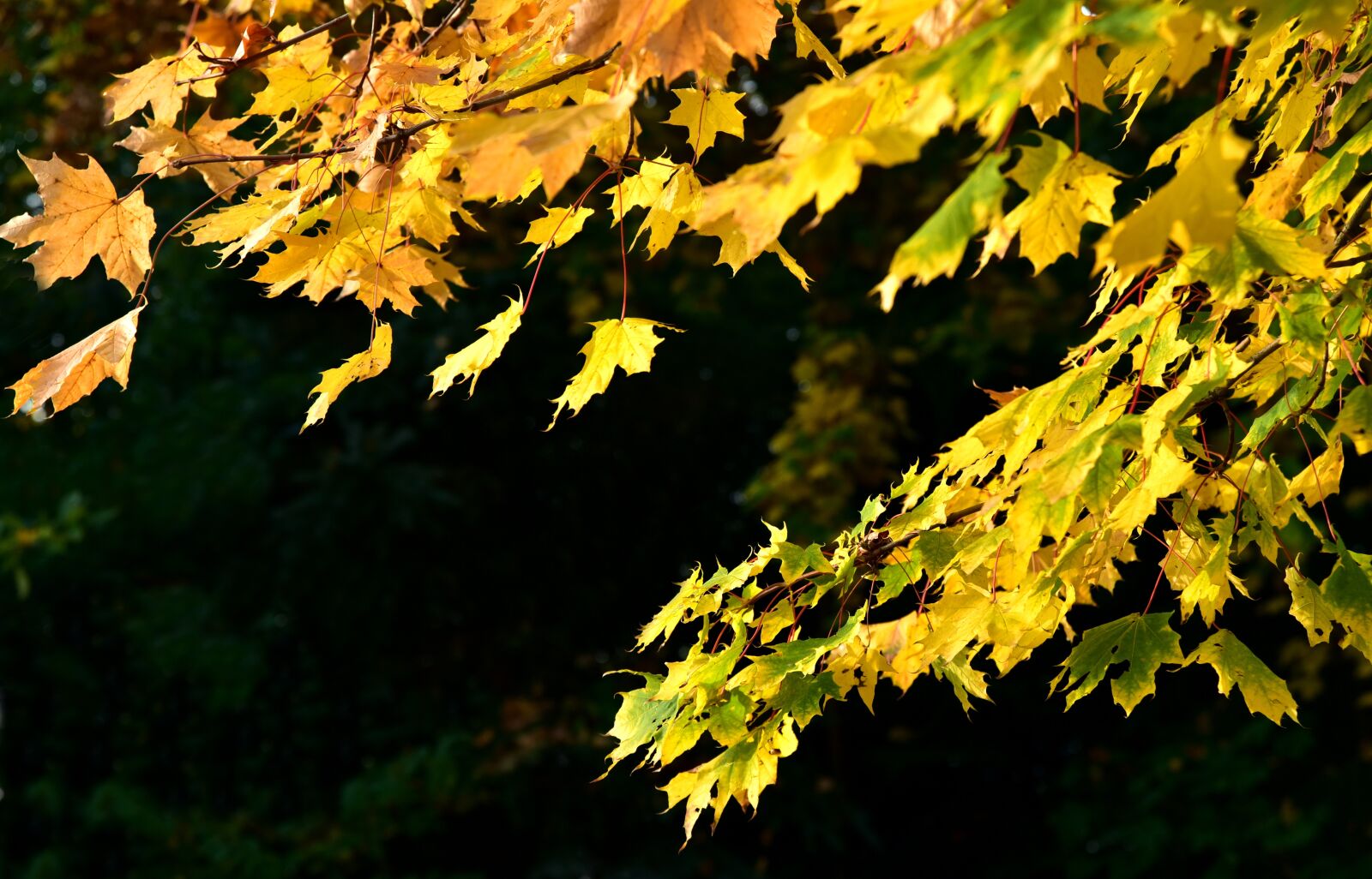 Nikon D750 sample photo. Leaves, maple, autumn photography