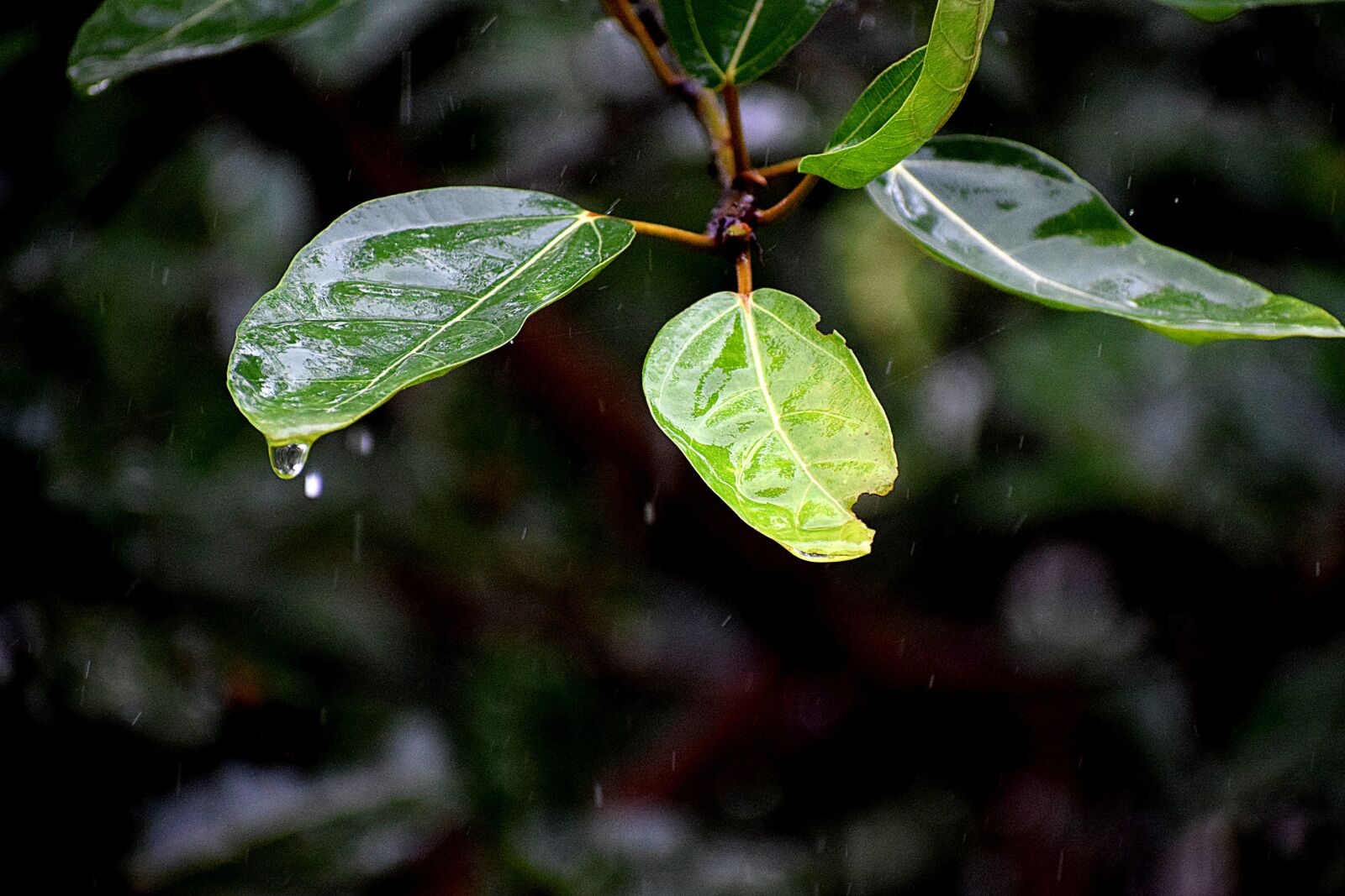 Nikon D3300 sample photo. Rainwater drops, falling, leaves photography