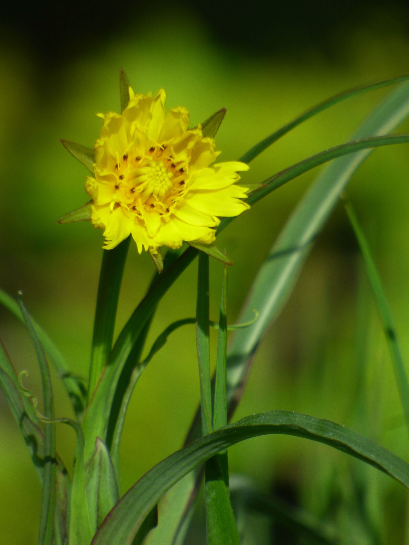 Panasonic DMC-FZ72 sample photo. Flower, spring, yellow photography