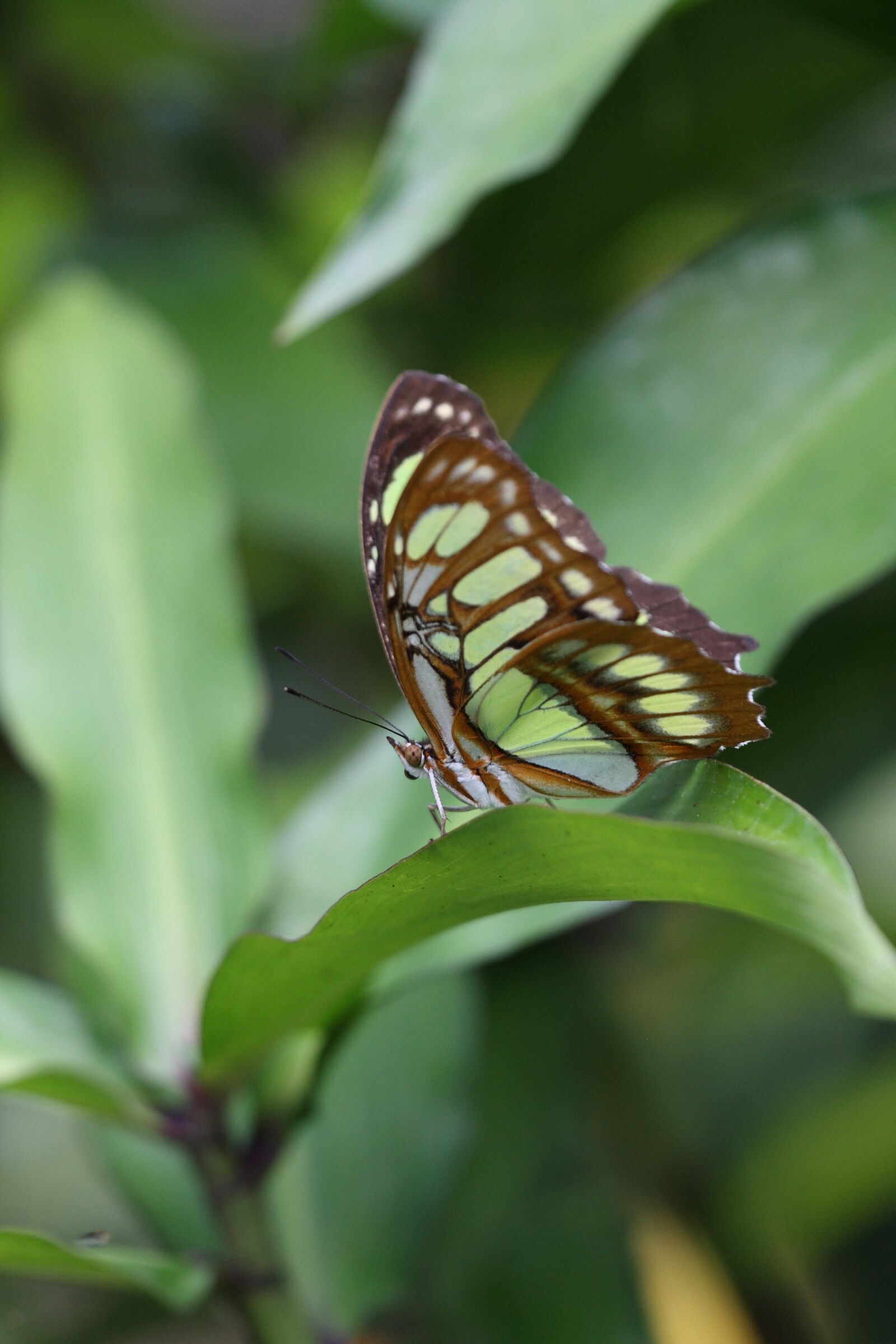 Canon EOS 400D (EOS Digital Rebel XTi / EOS Kiss Digital X) sample photo. Butterfly, sheet, green photography