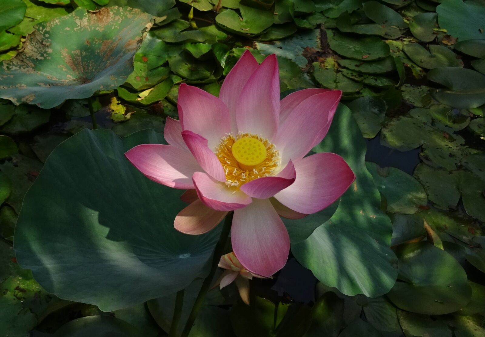 Sony DSC-HX60V sample photo. Lotus, flower, pink photography