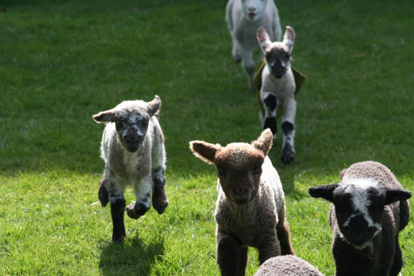 Canon EOS 350D (EOS Digital Rebel XT / EOS Kiss Digital N) sample photo. Lamb, run, farm photography
