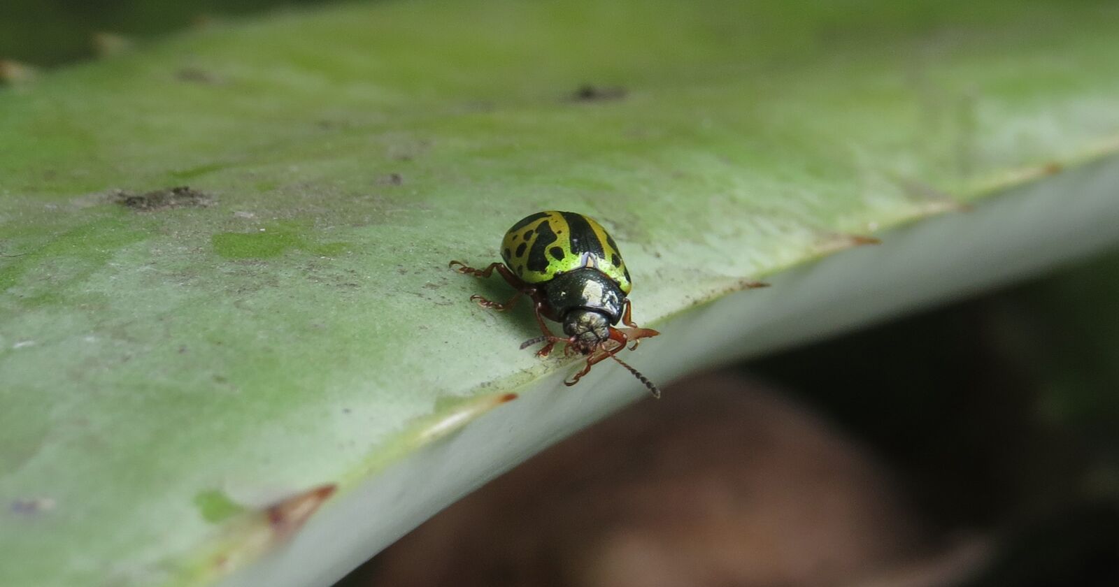 Canon PowerShot SX50 HS sample photo. Macro, ladybug, beetle photography