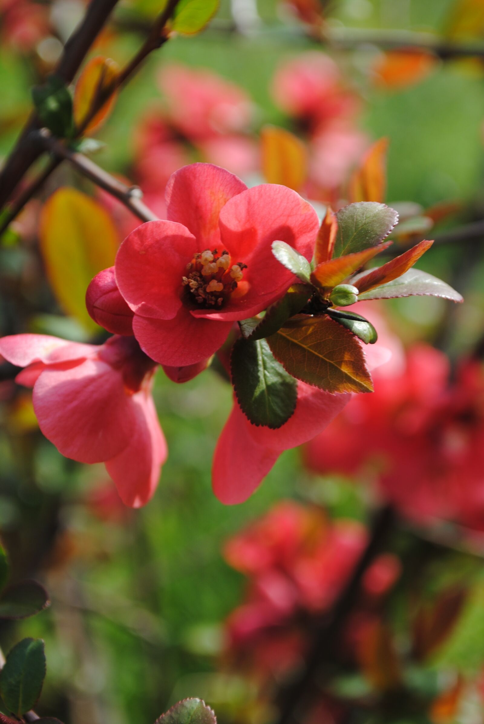 Nikon D3000 sample photo. Flowers, bush, spring photography
