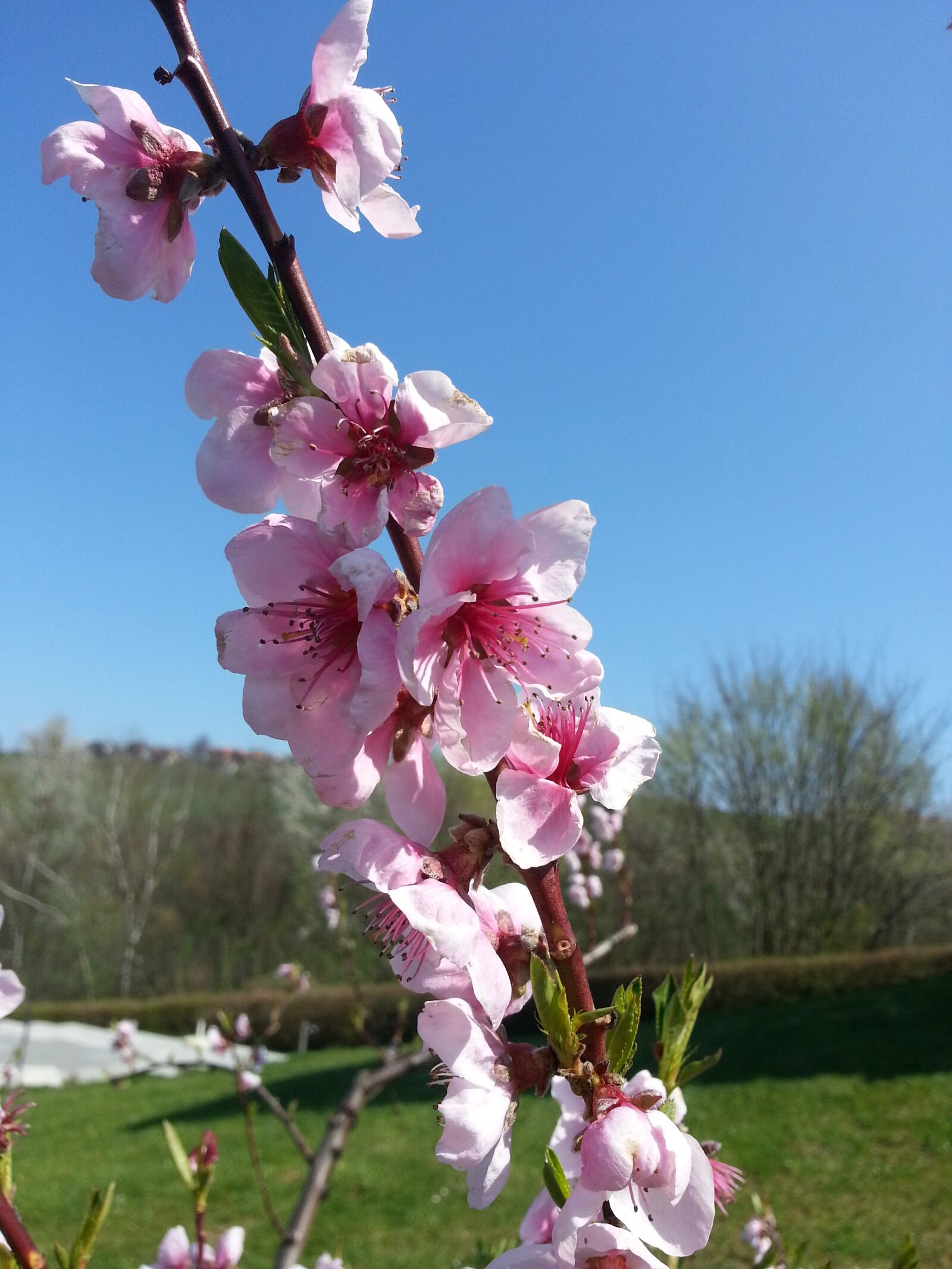 Samsung Galaxy S3 sample photo. Flower, blossom, bloom photography
