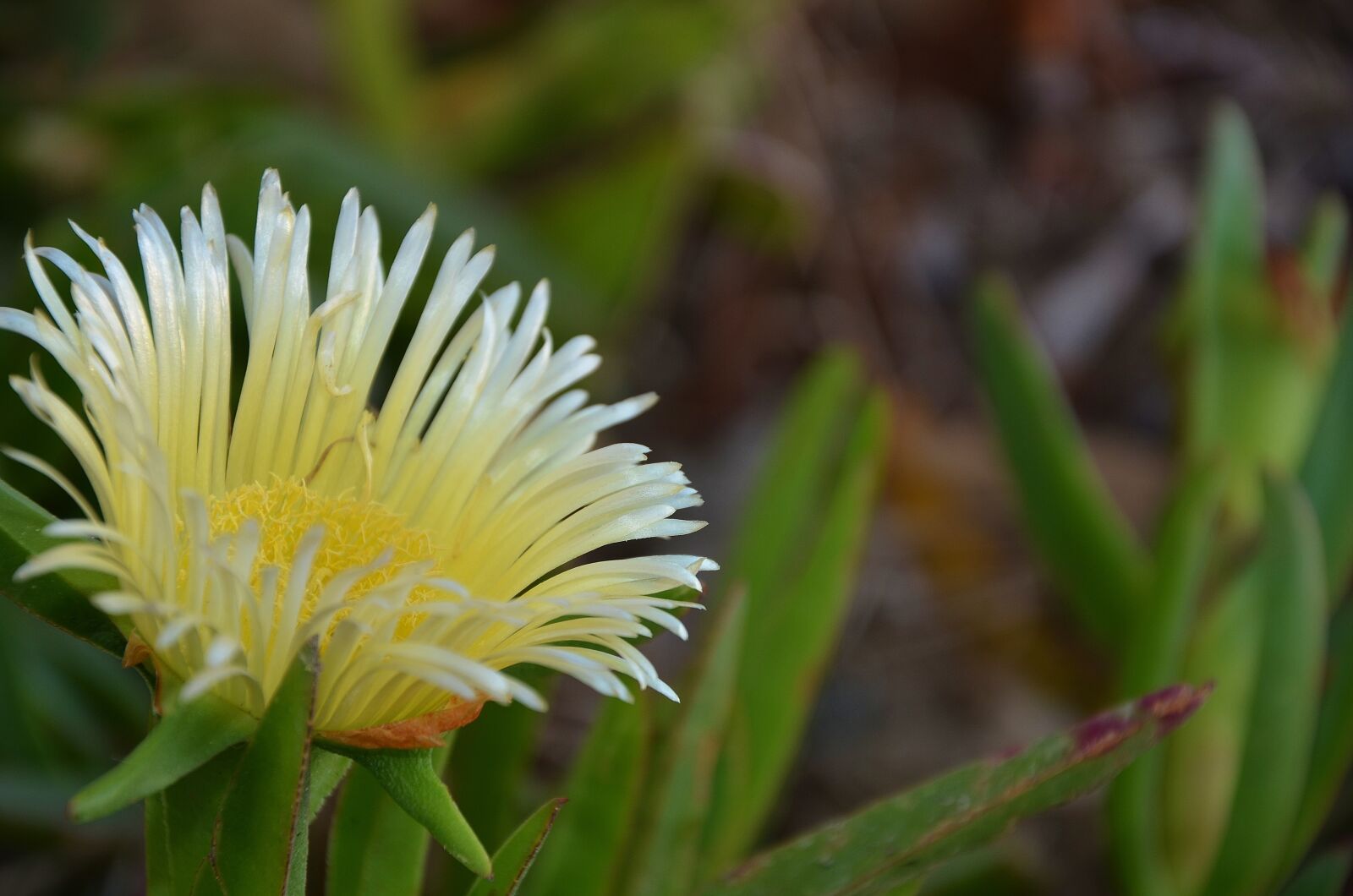 Nikon D7000 sample photo. Flower, blossom, plant photography