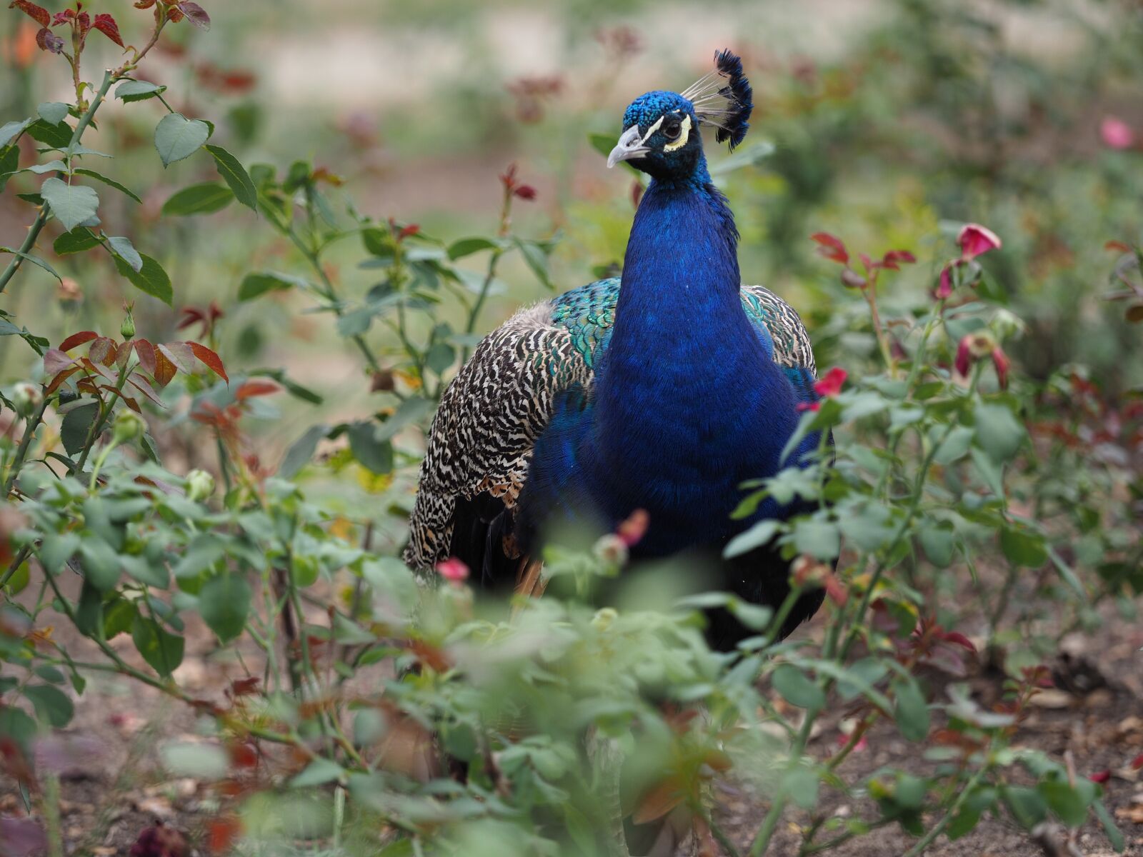 Olympus OM-D E-M1 Mark II + Olympus M.Zuiko Digital ED 40-150mm F2.8 Pro sample photo. Animal, bird, peacock photography
