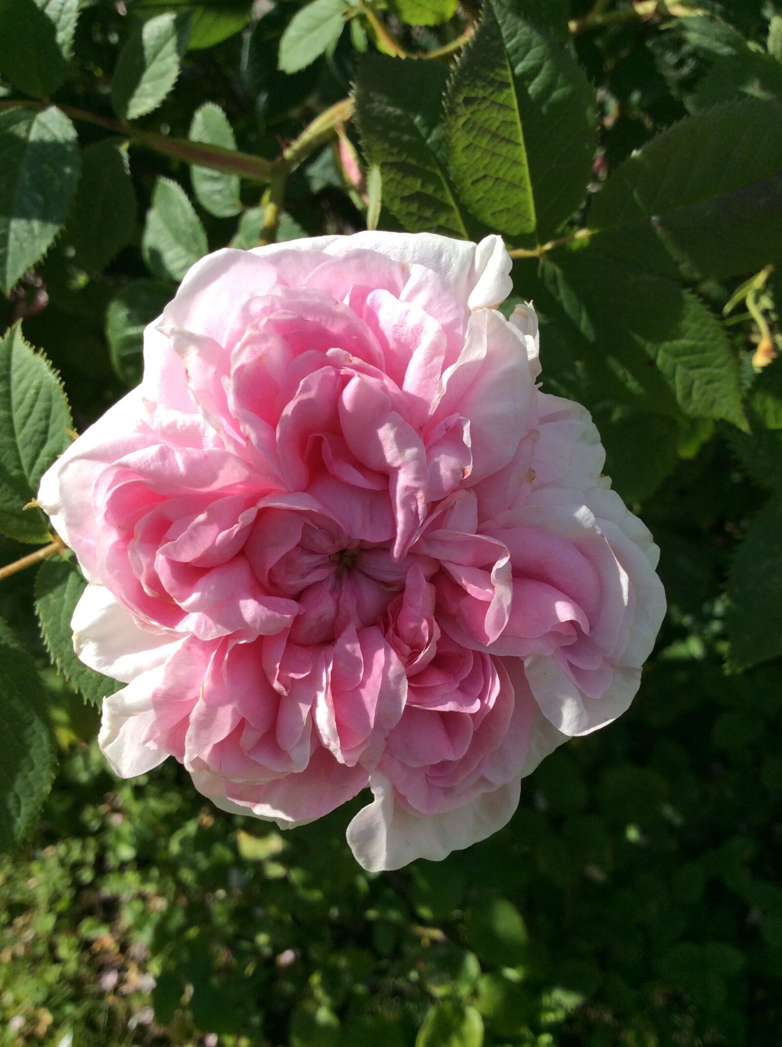Apple iPad Air + iPad Air back camera 3.3mm f/2.4 sample photo. Rose, rosa, flowers photography