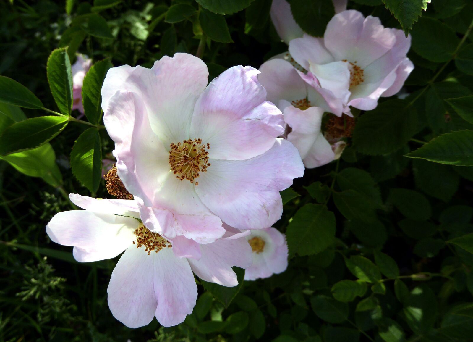Panasonic DMC-TZ61 sample photo. Summer flower, nature, bright photography