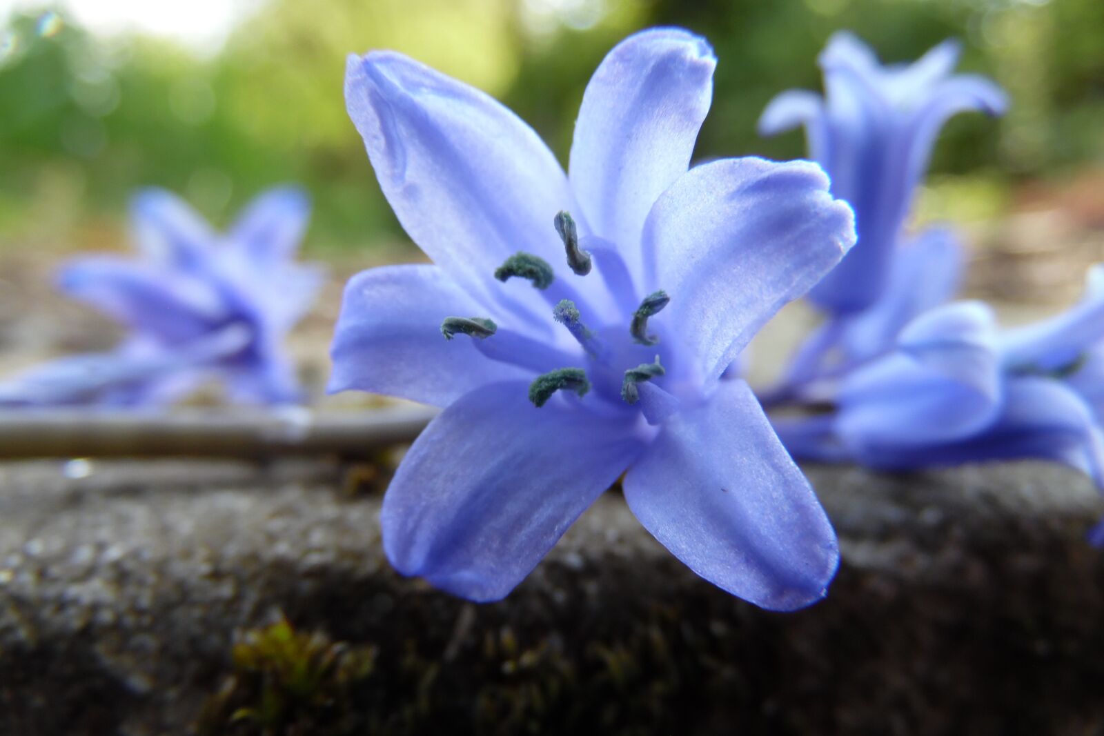 Samsung WB1100F/WB1101F/WB1102F sample photo. Flower, blue, violet photography