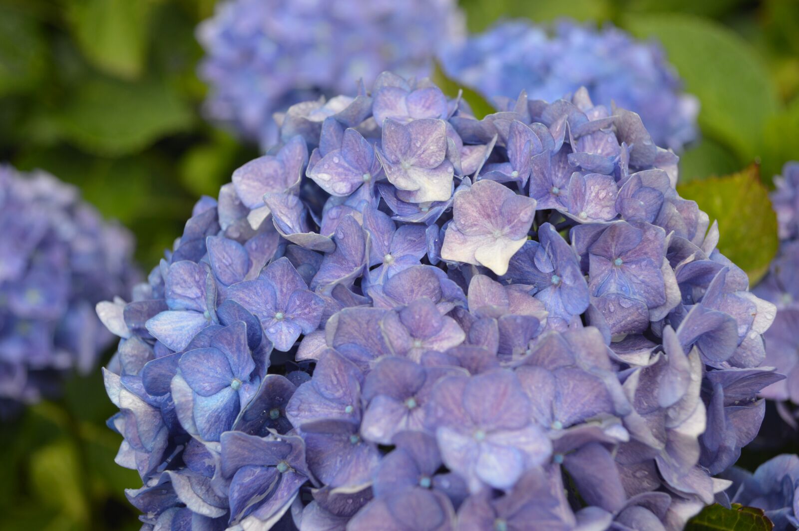 Nikon D3200 sample photo. Close, up, of, purple photography