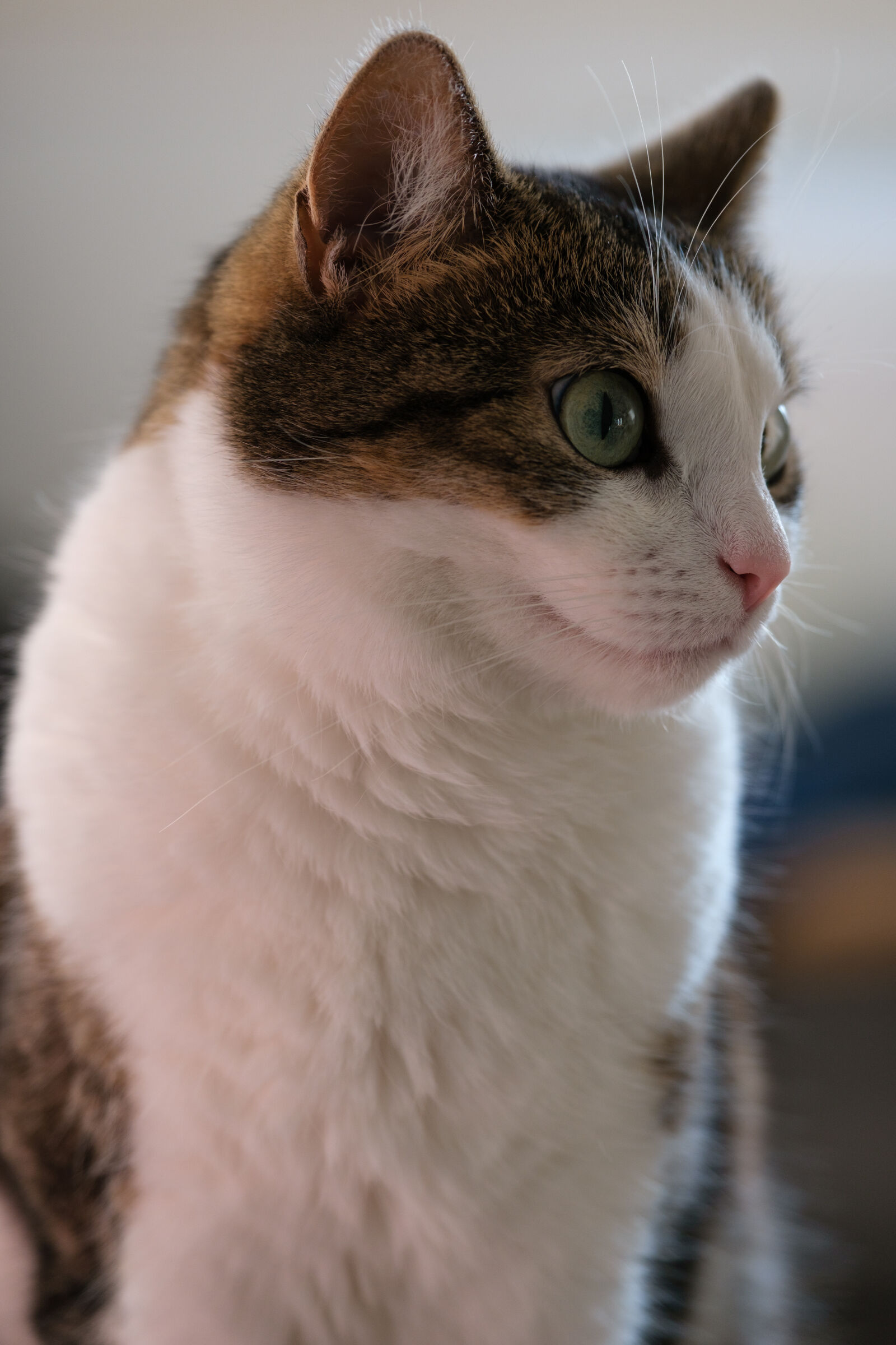 Fujifilm XF 50-140mm F2.8 R LM OIS WR sample photo. Cat curious photography