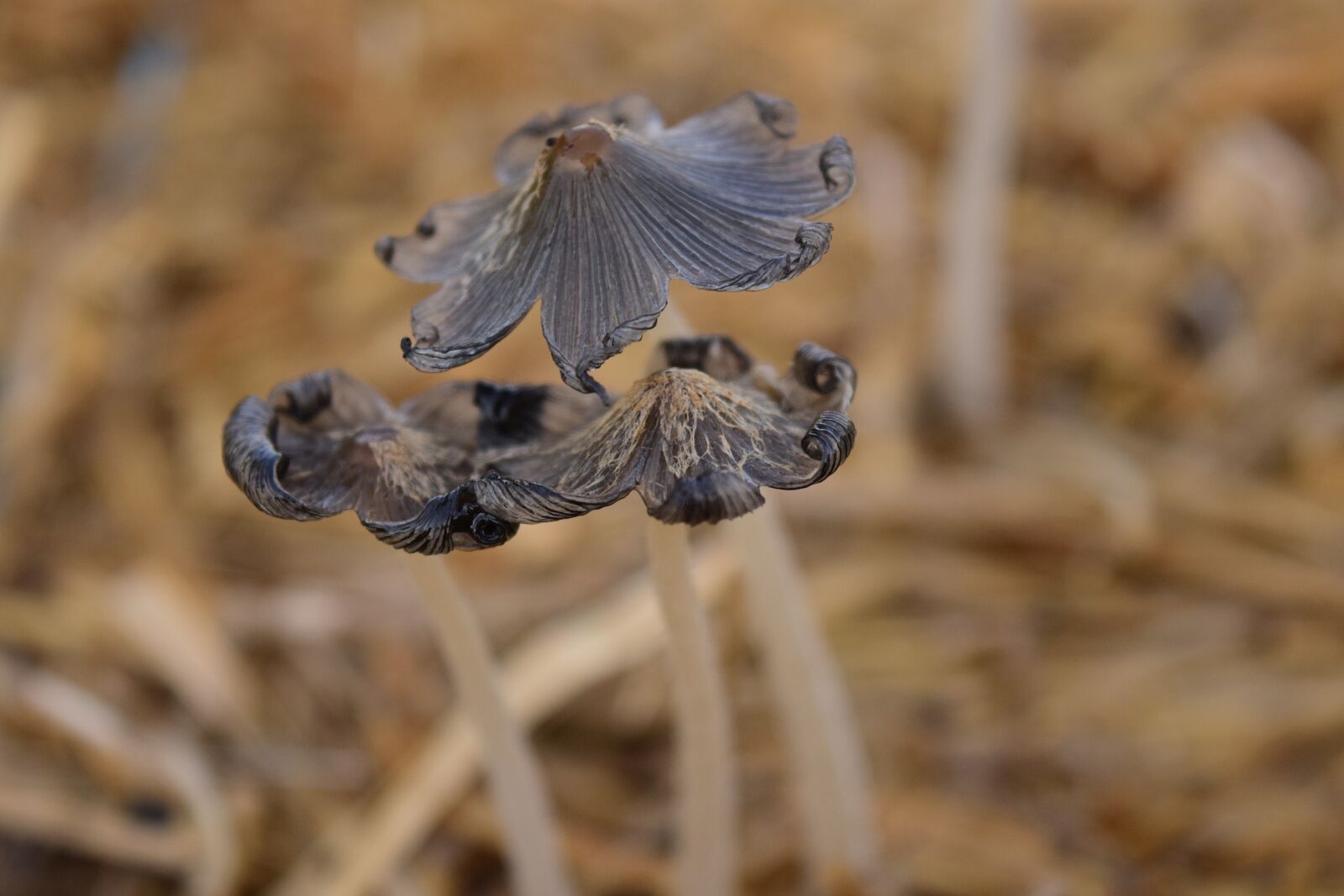 Nikon D3300 sample photo. Mushrooms, small, nature photography