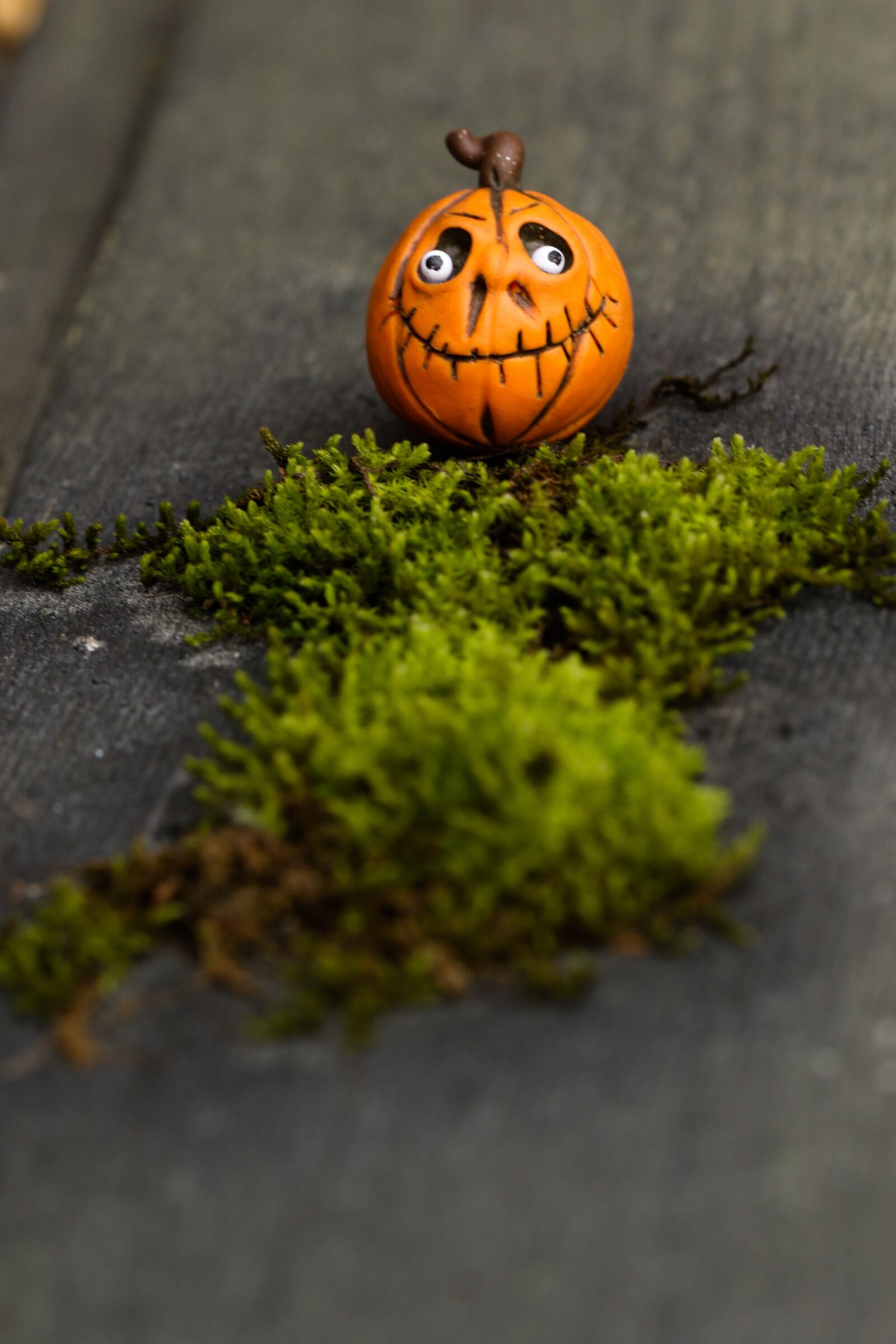 Canon EOS 7D Mark II sample photo. Pumkin, halloween, nature photography