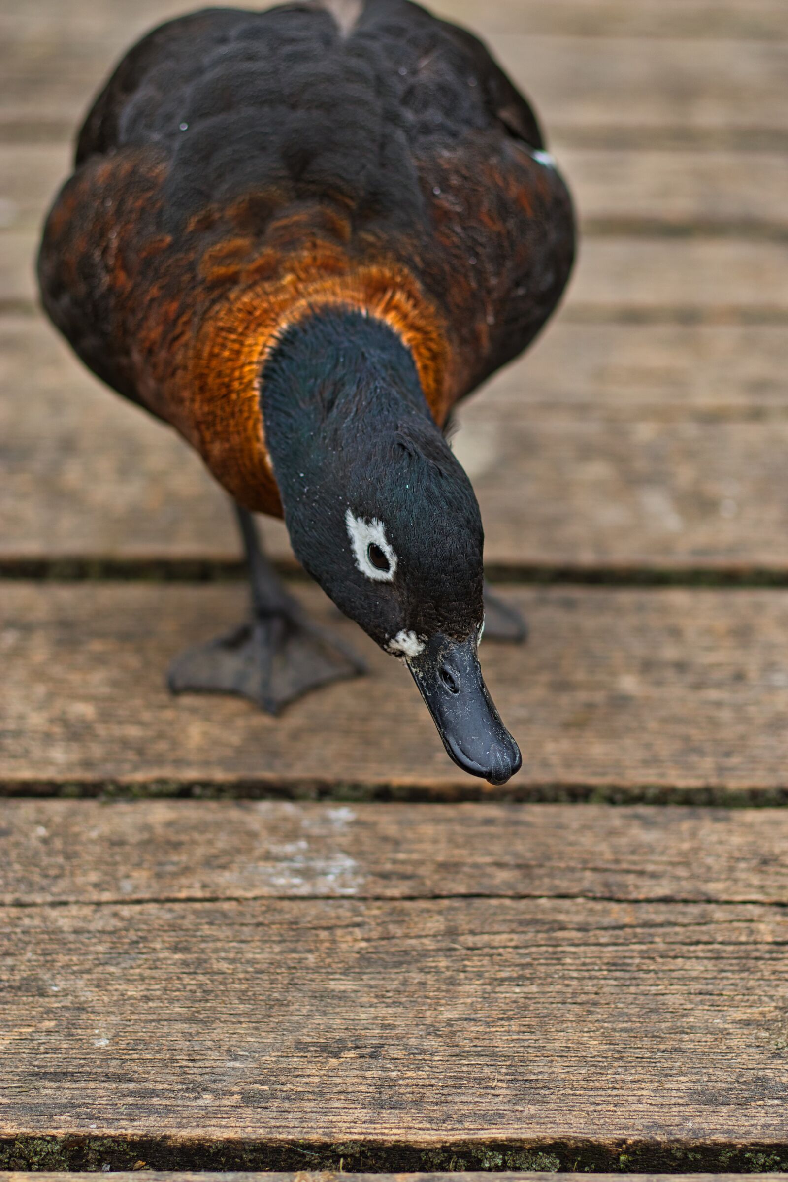 Canon EOS M50 (EOS Kiss M) + Canon EF 50mm F1.8 STM sample photo. Duck, walk, walking photography