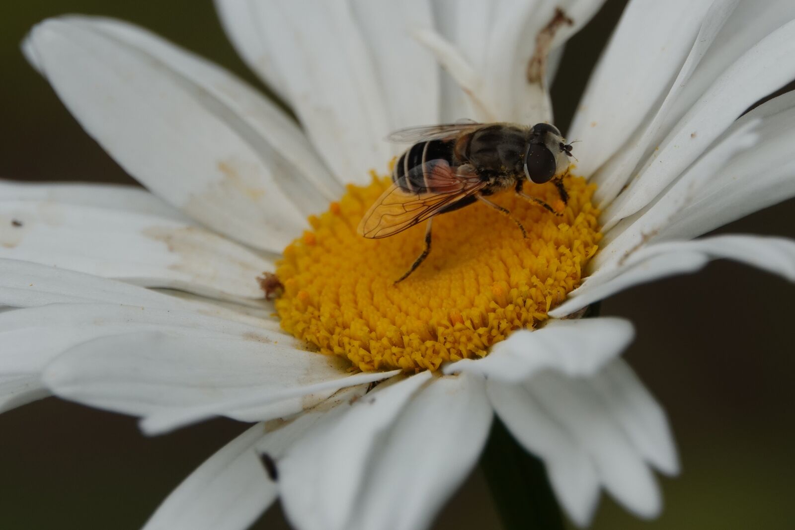 Sony Cyber-shot DSC-RX10 IV sample photo. Bug, flower, animal photography