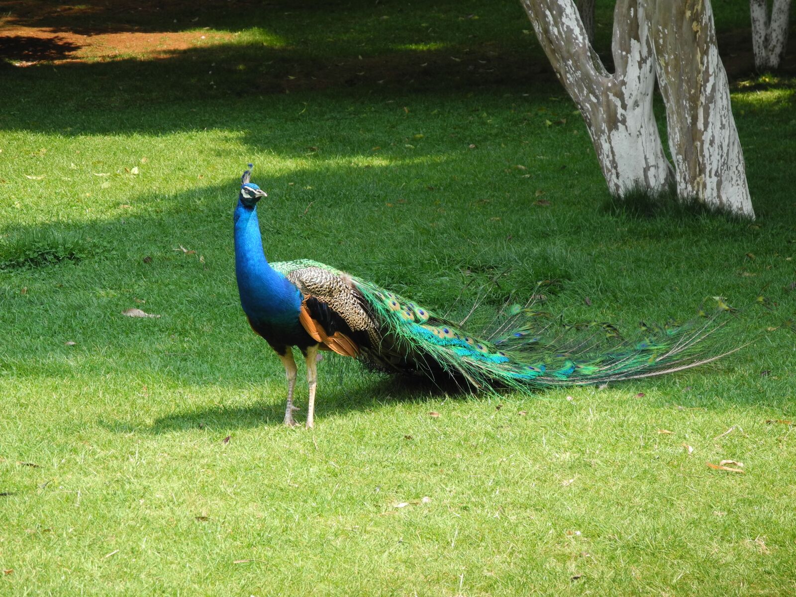 Nikon Coolpix P7000 sample photo. Peacock, outing, spring photography