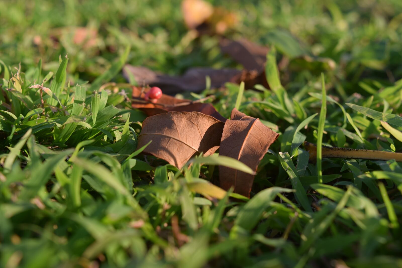 Nikon D3300 sample photo. Leaf, nature, plant photography