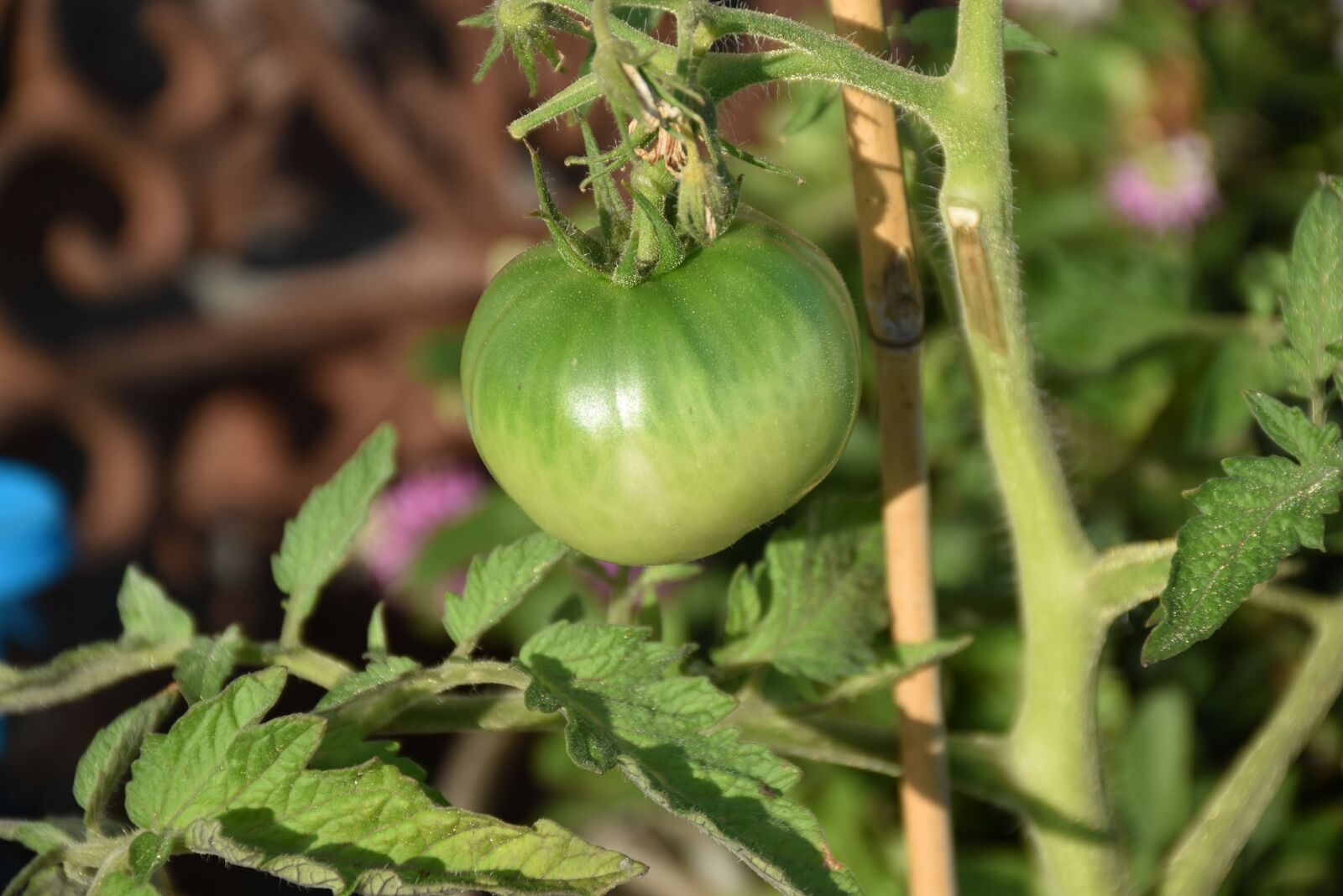 Nikon D5600 sample photo. Tomato, green, garden photography