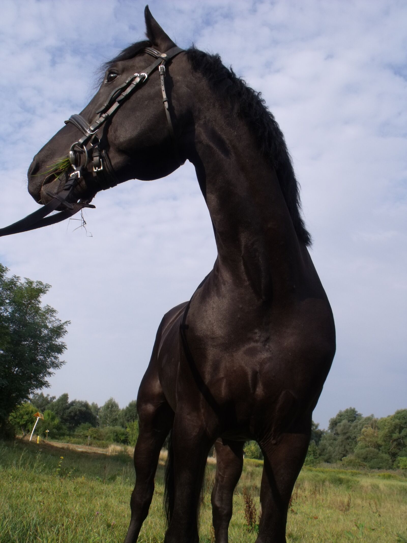 Fujifilm FinePix S1500 sample photo. Nóniusz, black, horse photography