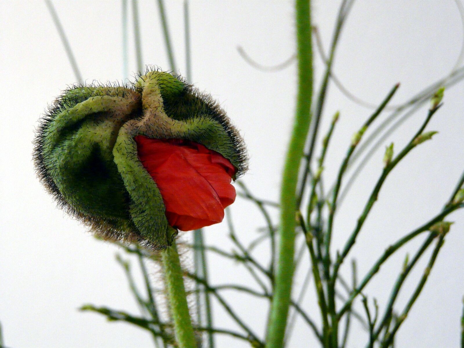 Panasonic DMC-FZ18 sample photo. Poppy, nature, close up photography