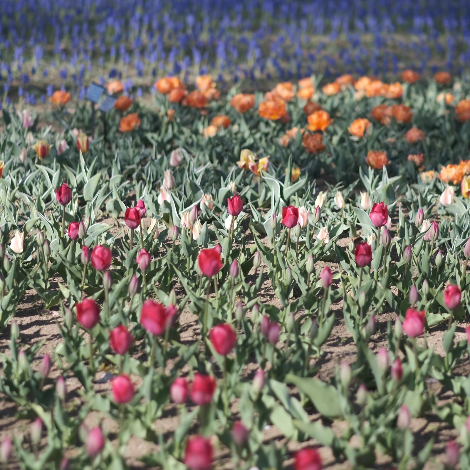 Fujifilm XF 56mm F1.2 R APD sample photo. Flowers, tulip, garden photography