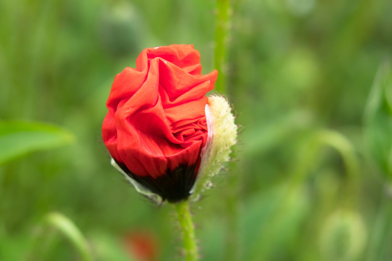 Canon PowerShot G3 X sample photo. Poppy, klatschmohn, unfold photography