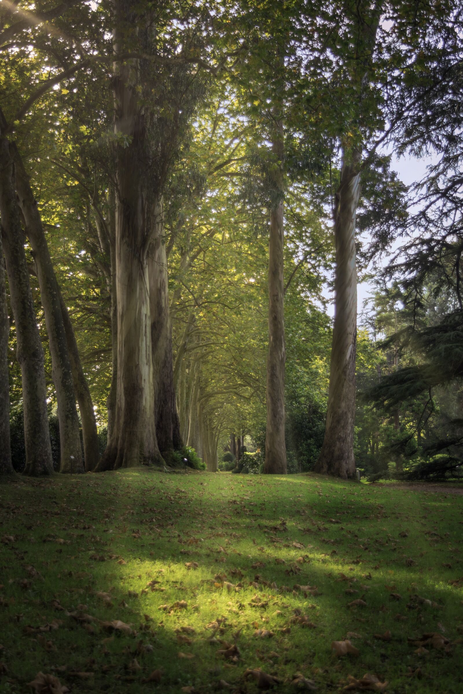 Nikon D5300 sample photo. Forest, tree, landscape photography