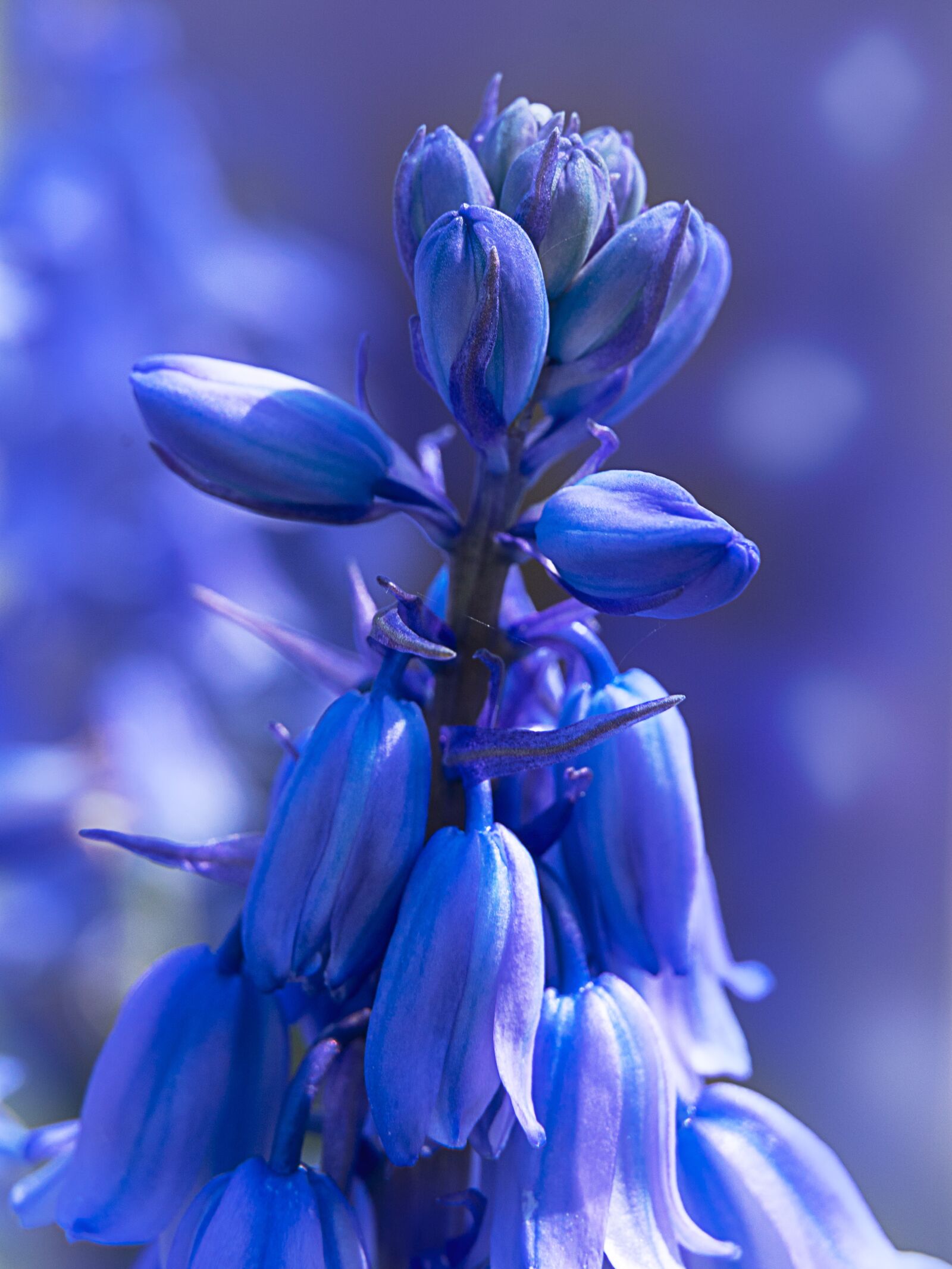 Sony a7 III + Tamron 28-75mm F2.8 Di III RXD sample photo. Macro, blue, natura photography