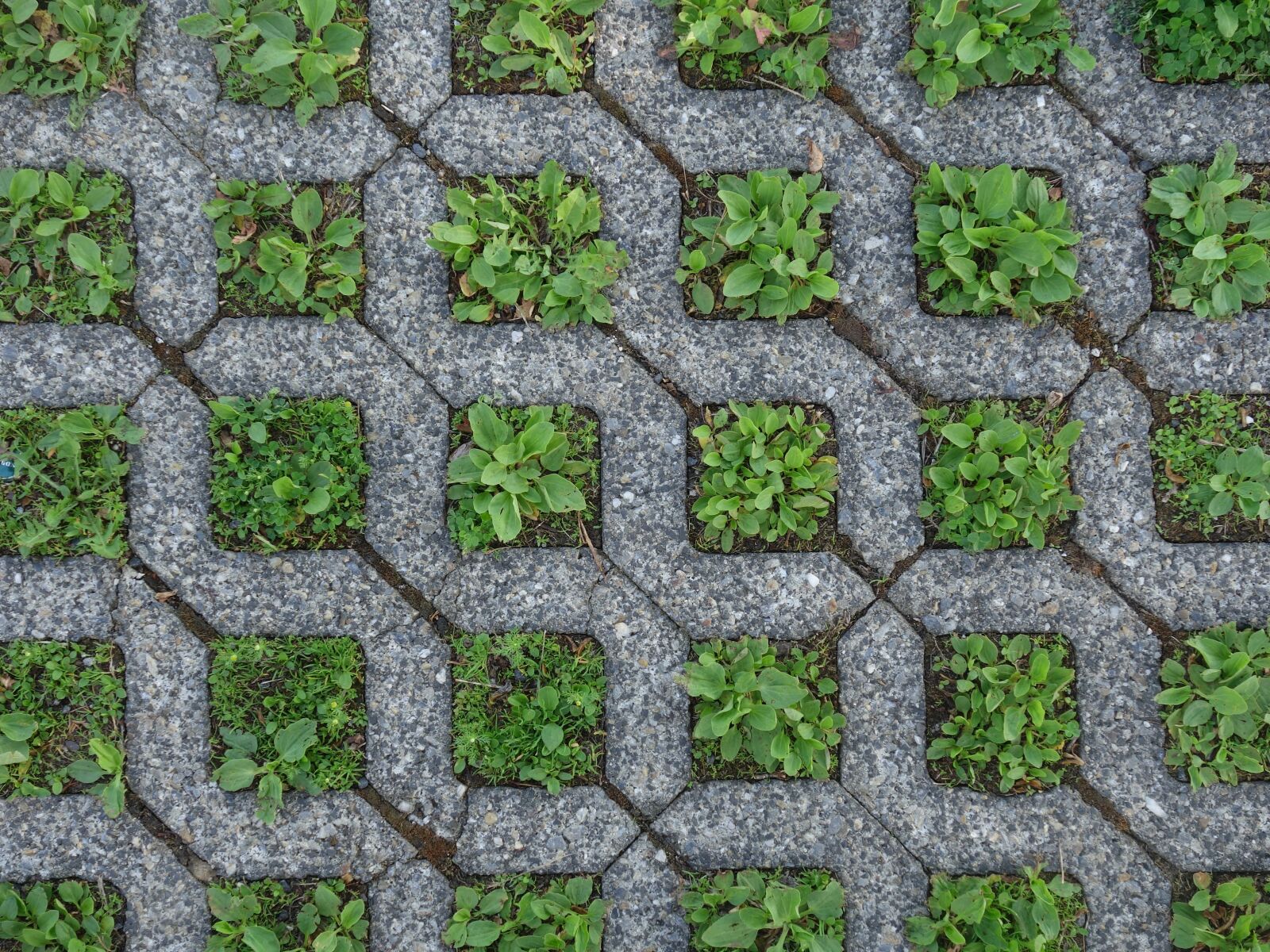 Sony Cyber-shot DSC-RX100 II sample photo. Ground, squares, grass photography