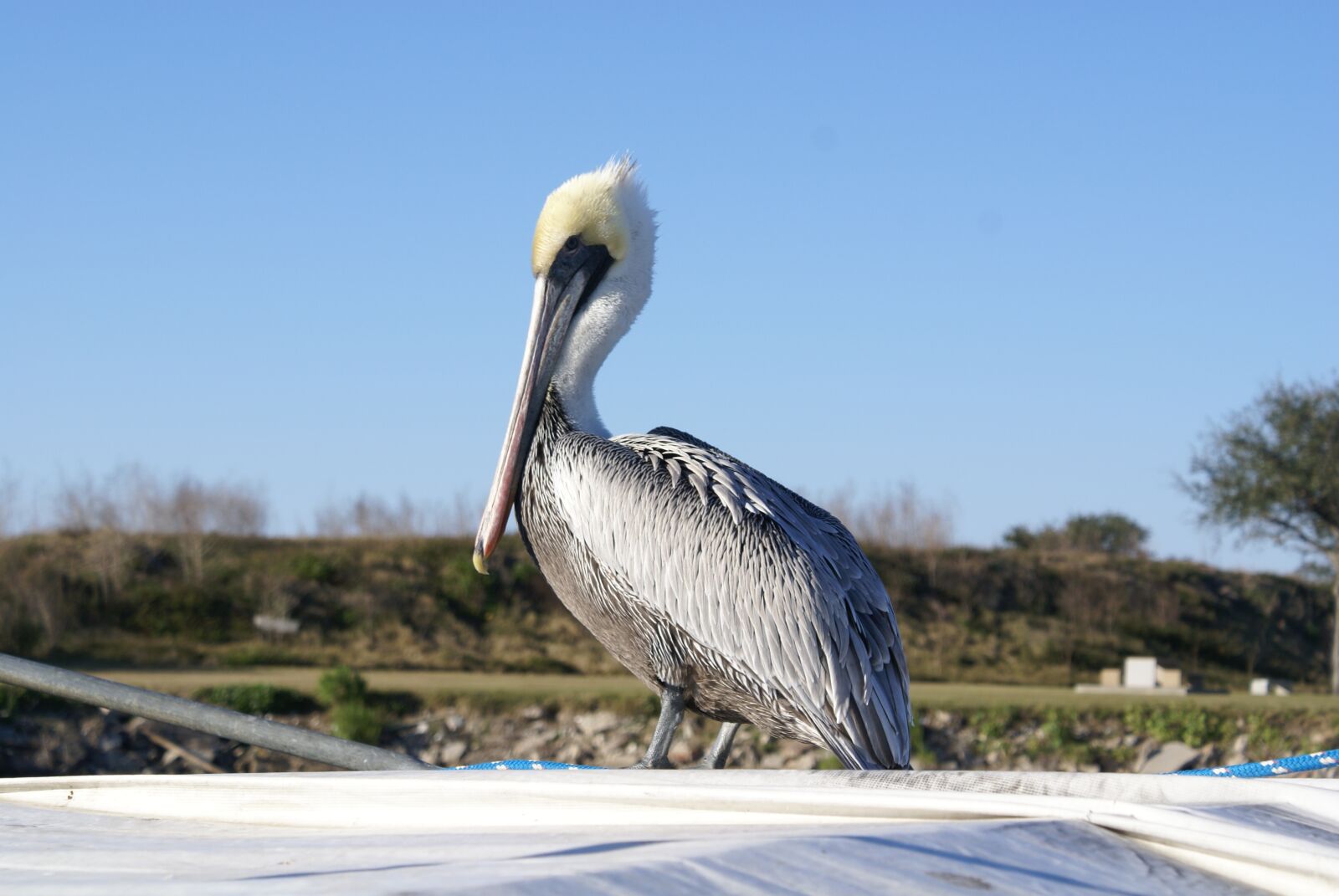 Sony Alpha DSLR-A100 sample photo. Animal, bird, pelican photography
