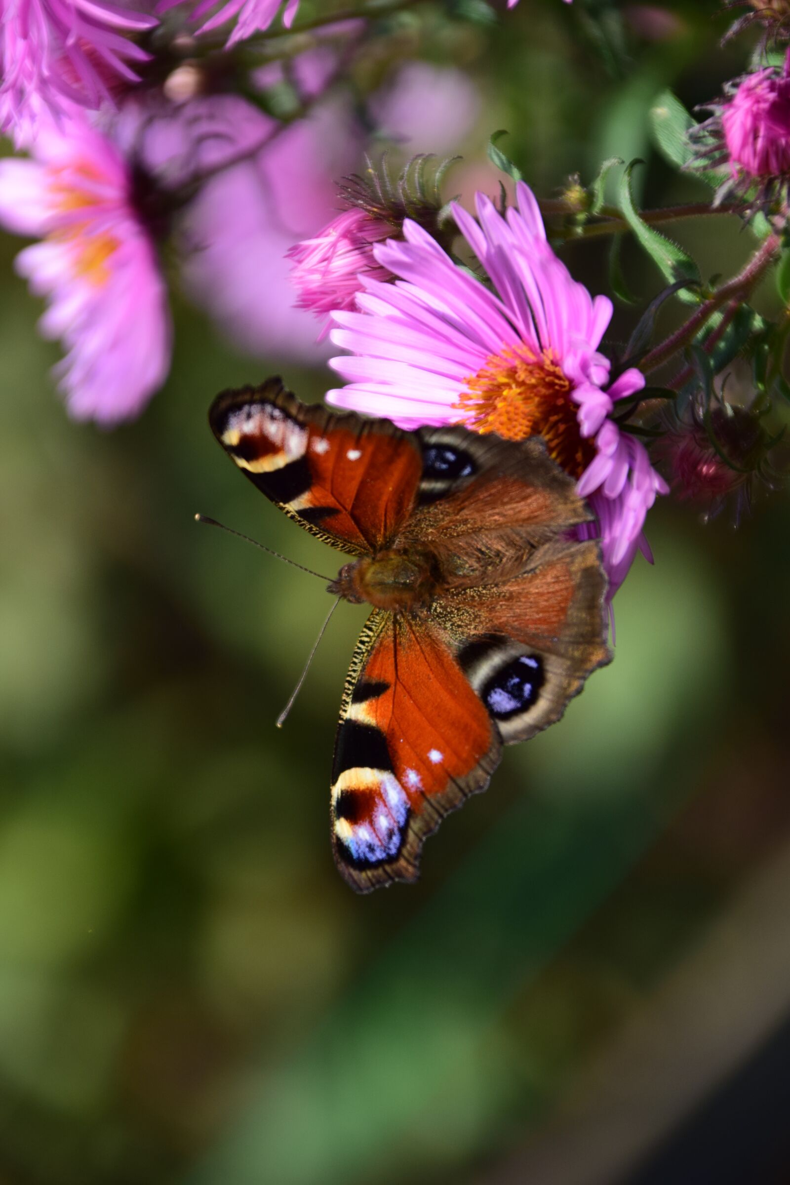Nikon D3300 sample photo. Aster, peacock, butterfly photography
