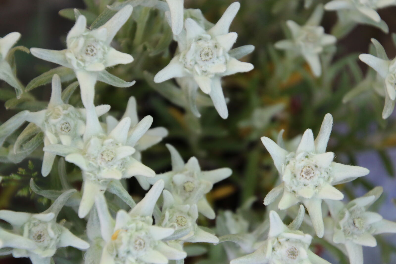 Canon EOS 7D Mark II sample photo. Edelweiss, field, flower, flowers photography