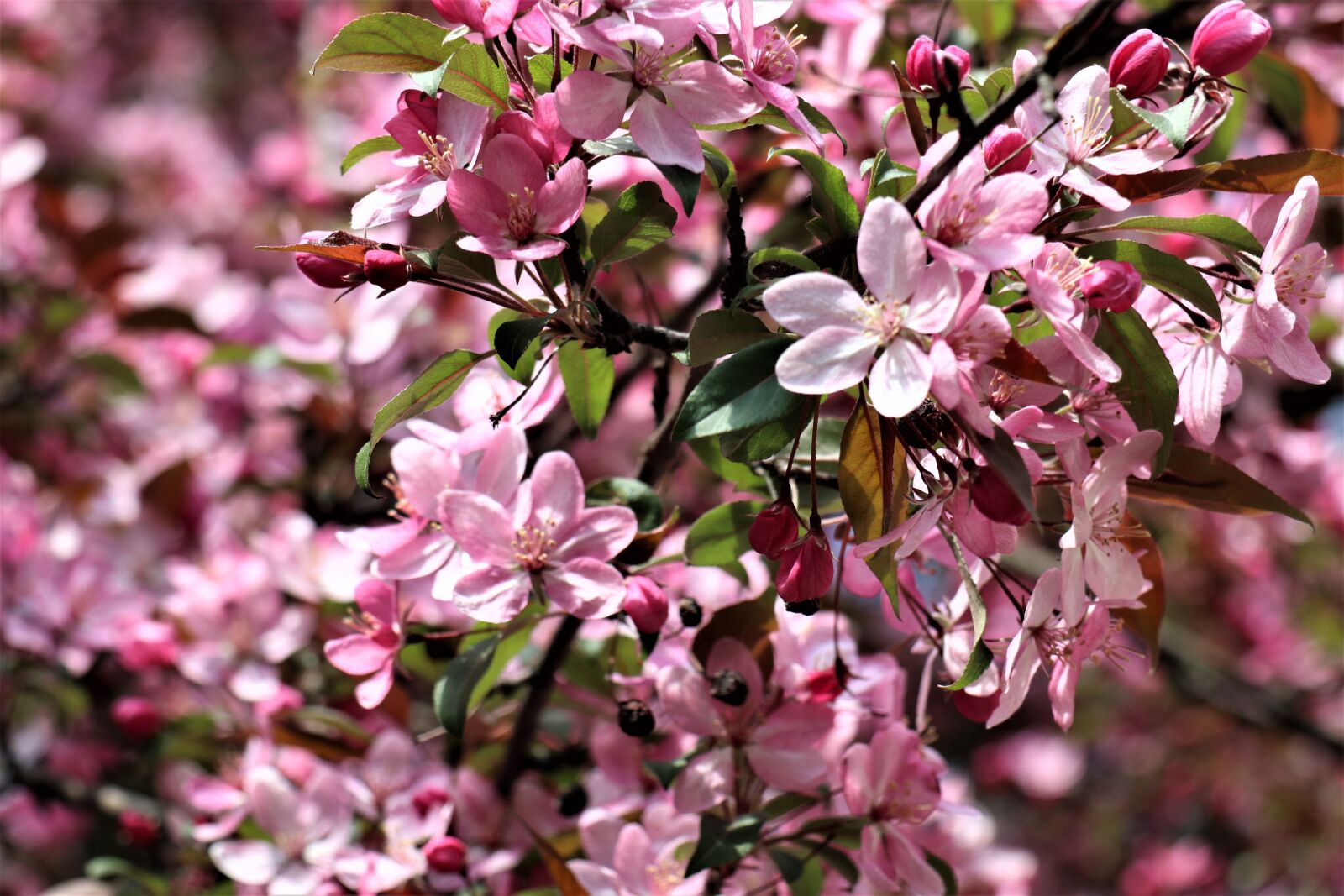 Canon EOS M6 sample photo. April, apple, paradise photography