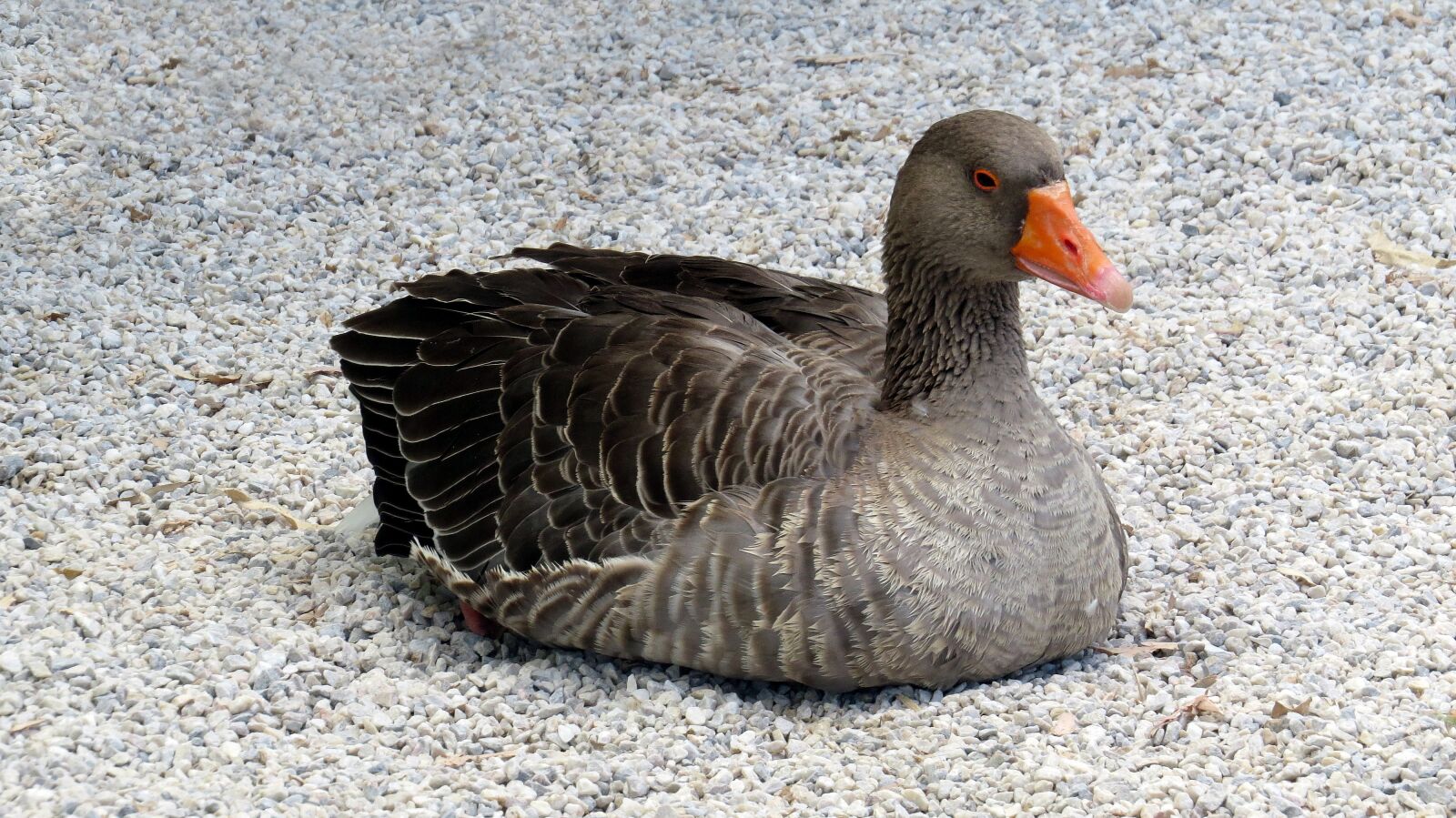 Canon PowerShot SX50 HS sample photo. Goose, animal, bird photography