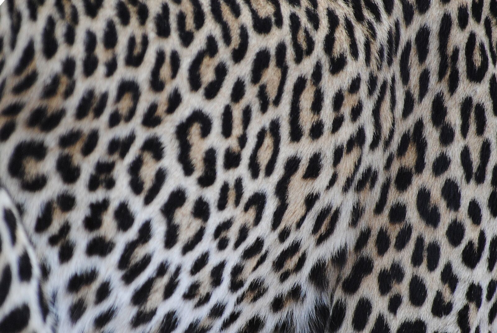 Nikon D3000 sample photo. Leopard, fur, pattern photography
