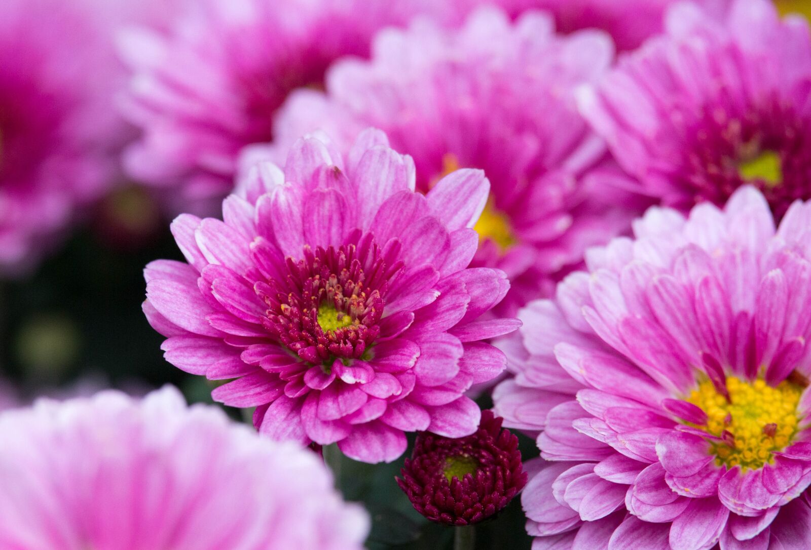Canon EOS 700D (EOS Rebel T5i / EOS Kiss X7i) sample photo. Flower, nature, flora photography