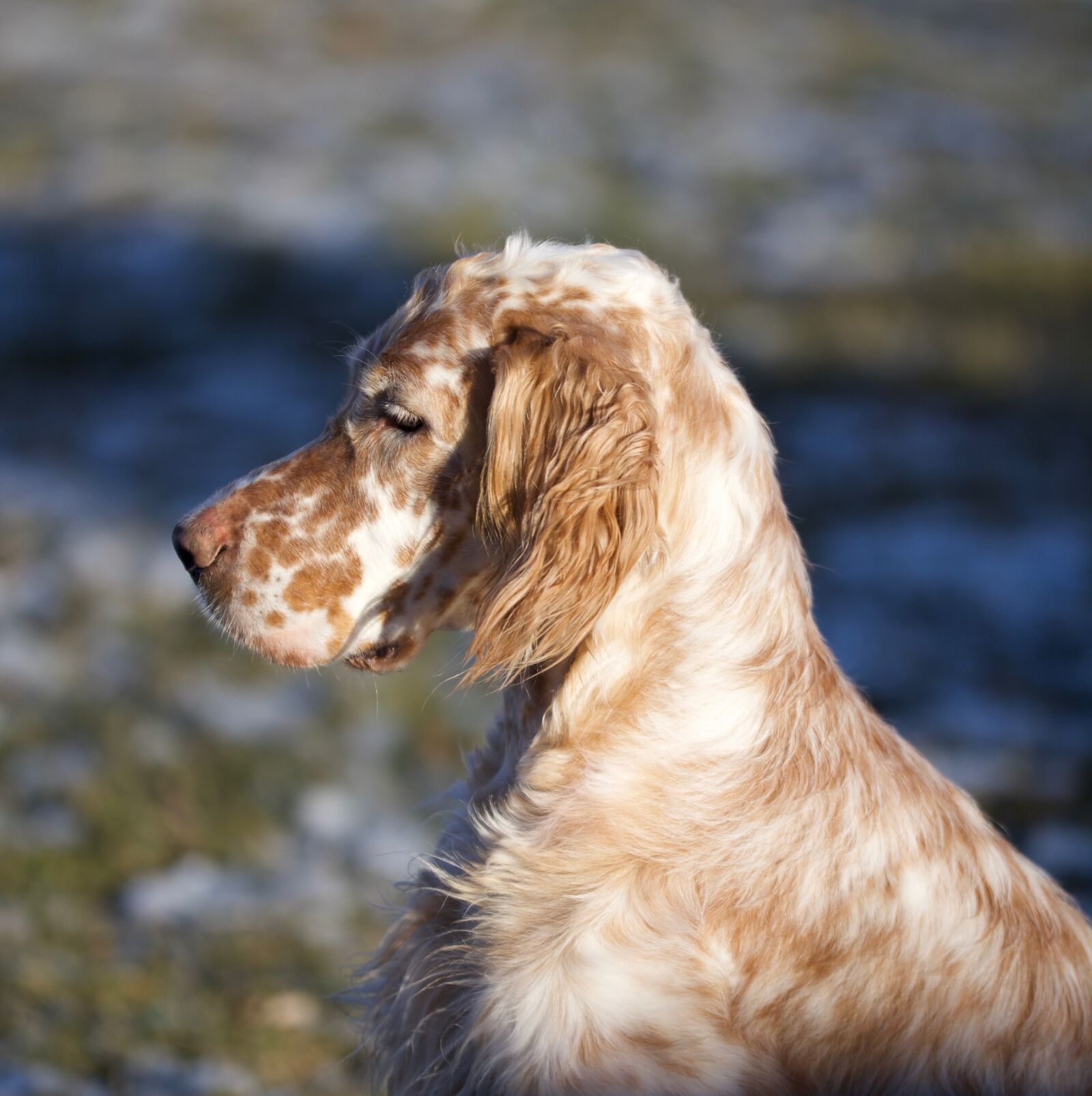 Nikon D7100 sample photo. Dog, setter, portrait photography