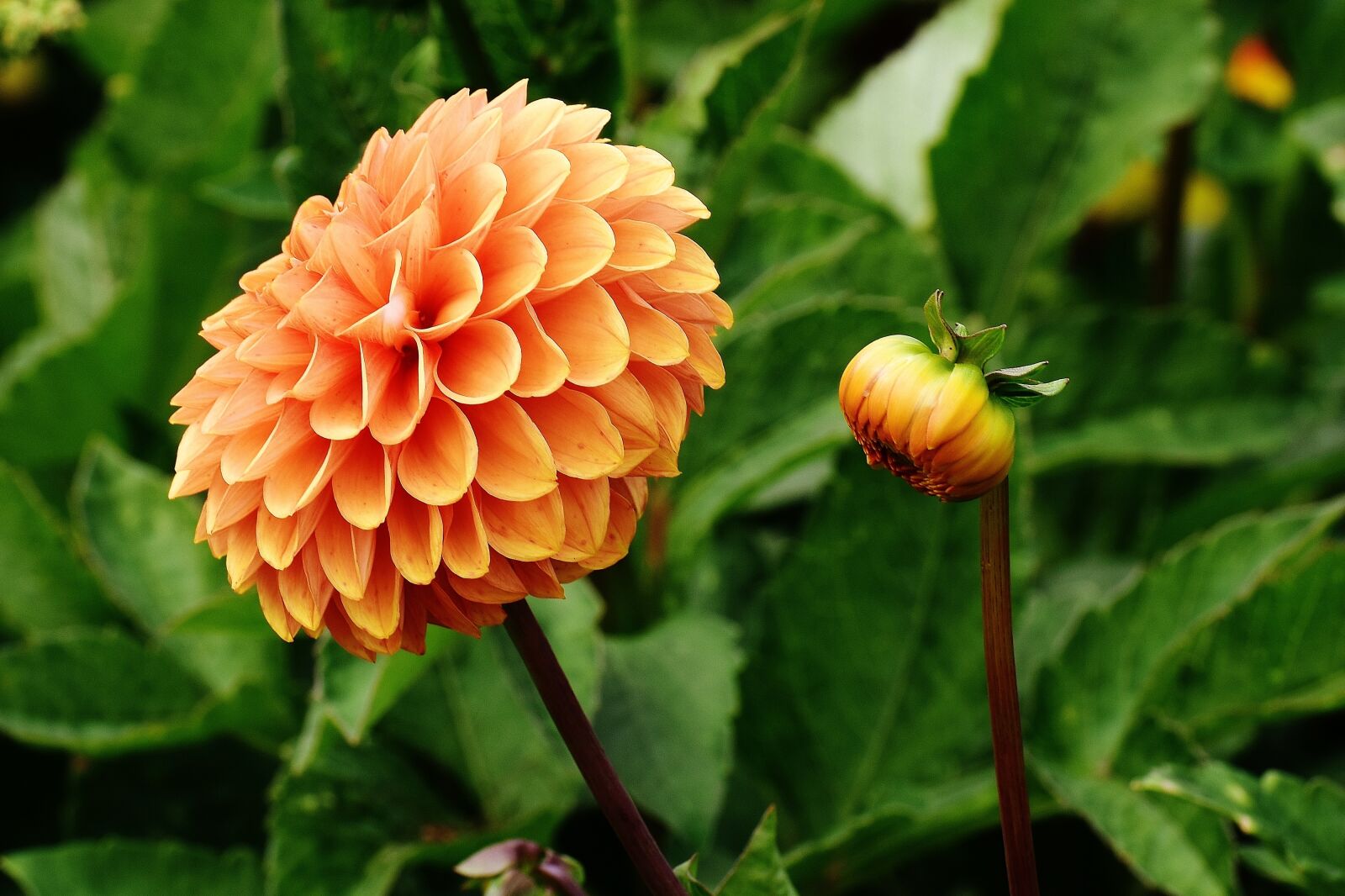 Nikon D7200 sample photo. Dahlia, dahlias, autumn photography