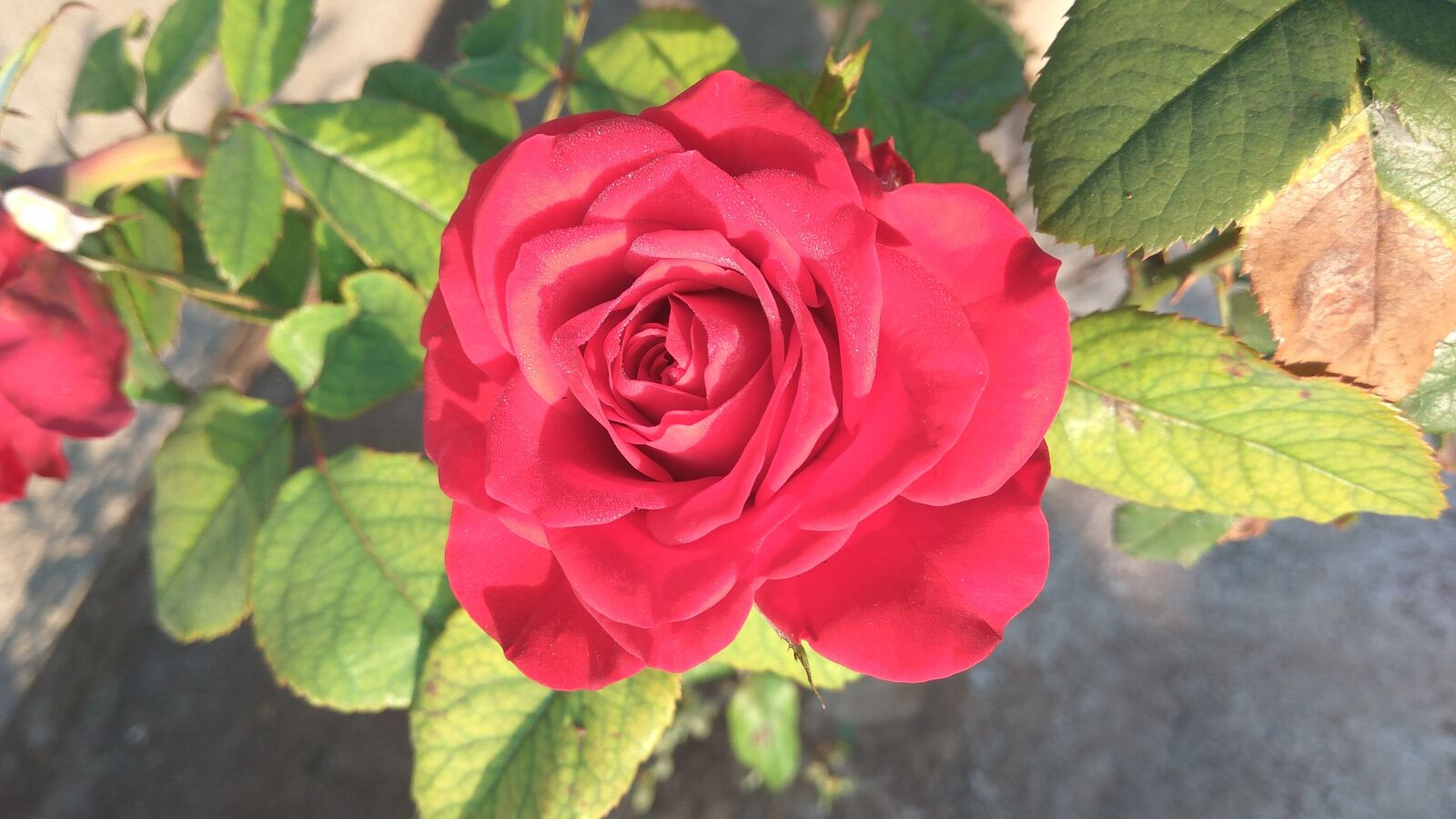 Xiaomi Redmi Note3 sample photo. Flower, nature, rose photography