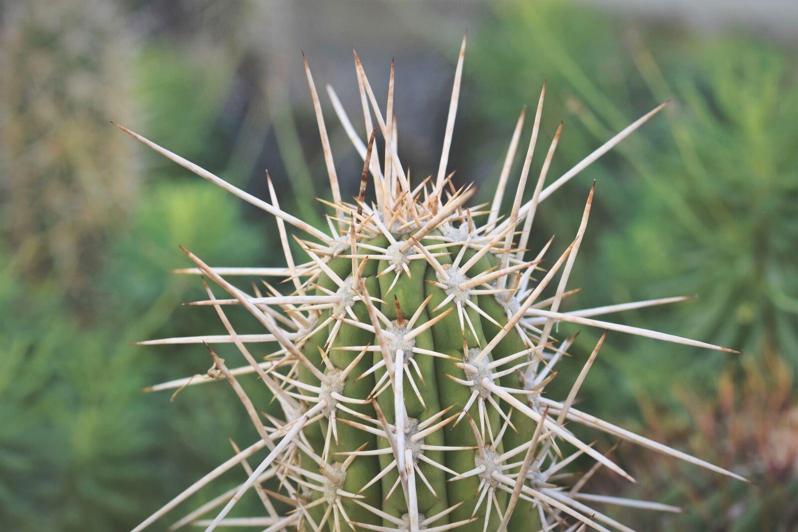 Nikon D7200 sample photo. Cactus, prickly, desert plant photography