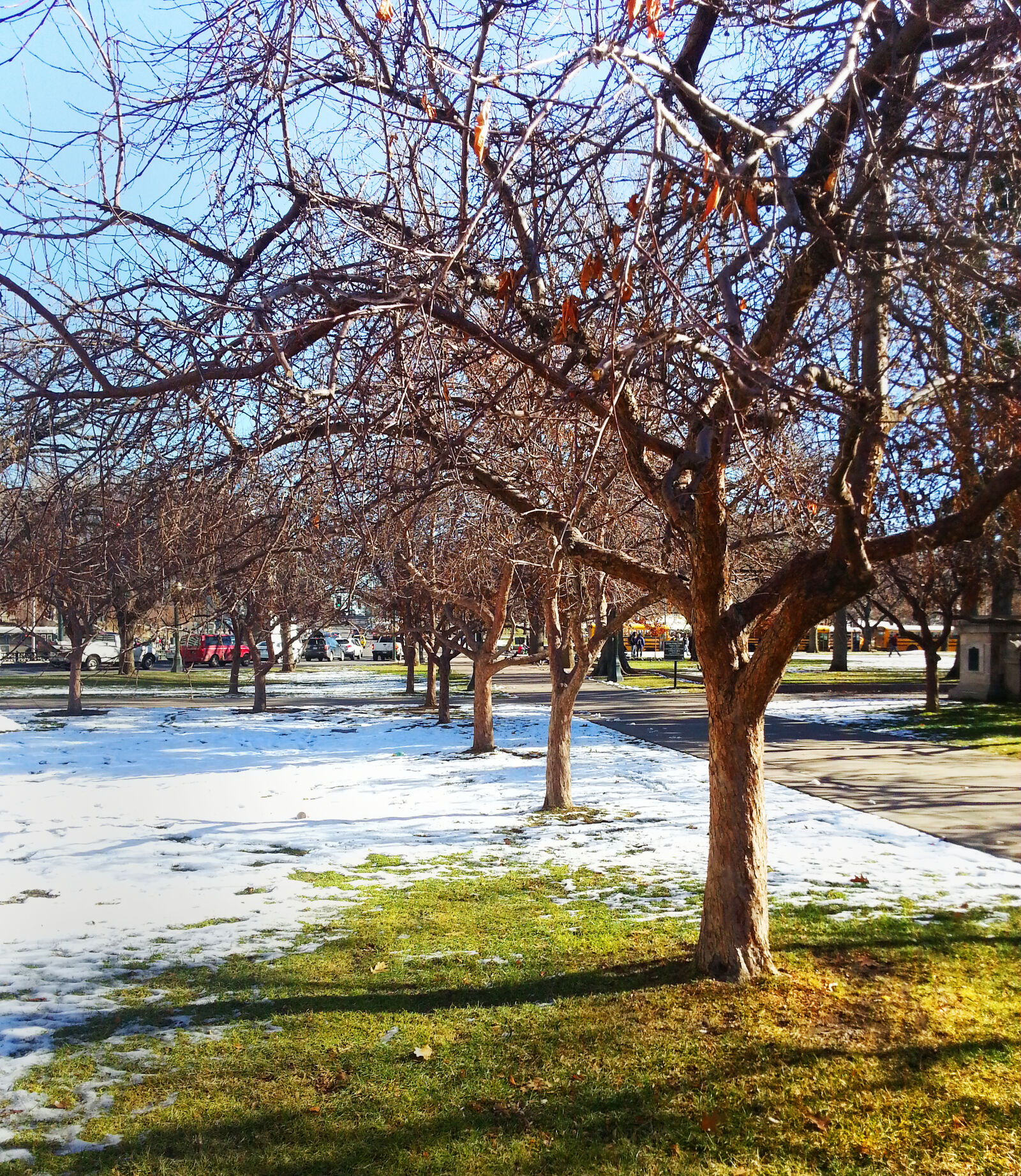 Samsung Galaxy S3 sample photo. Grass, park, snow, tree photography