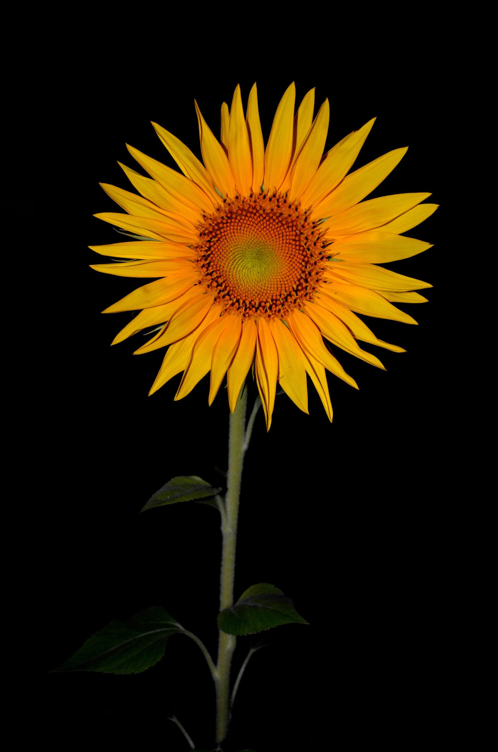 Nikon D5100 sample photo. Sunflower, flower, night photography