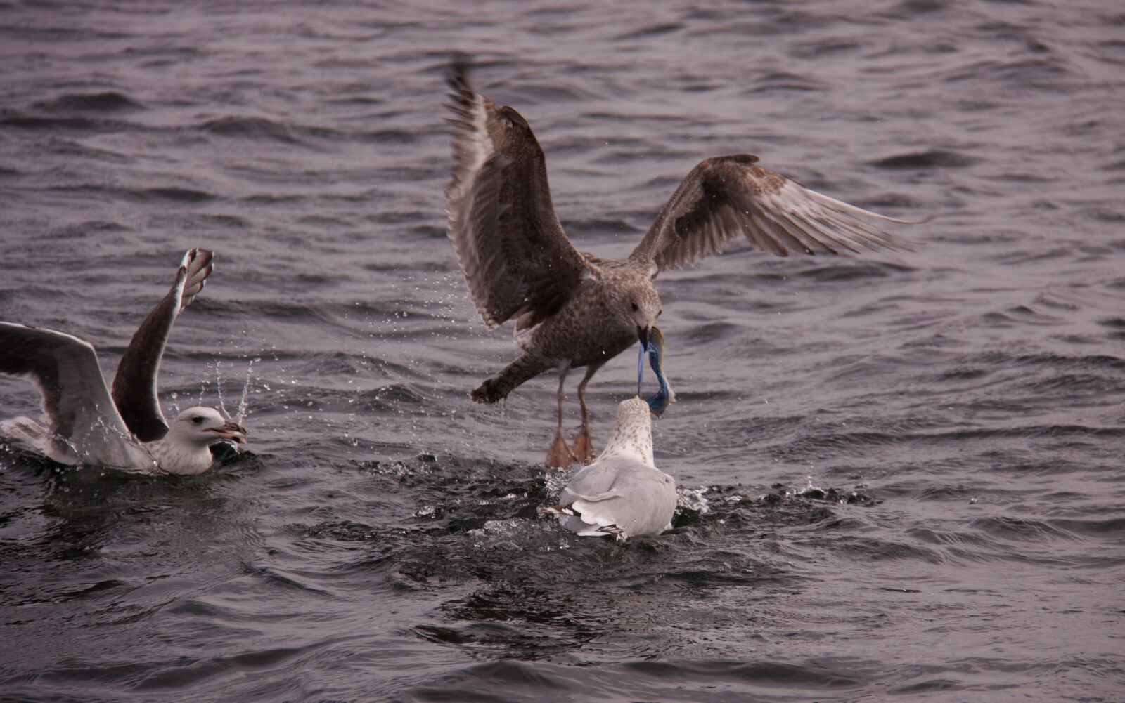 Canon EOS 50D + Canon EF-S 18-200mm F3.5-5.6 IS sample photo. Gulls, birds, expensive photography