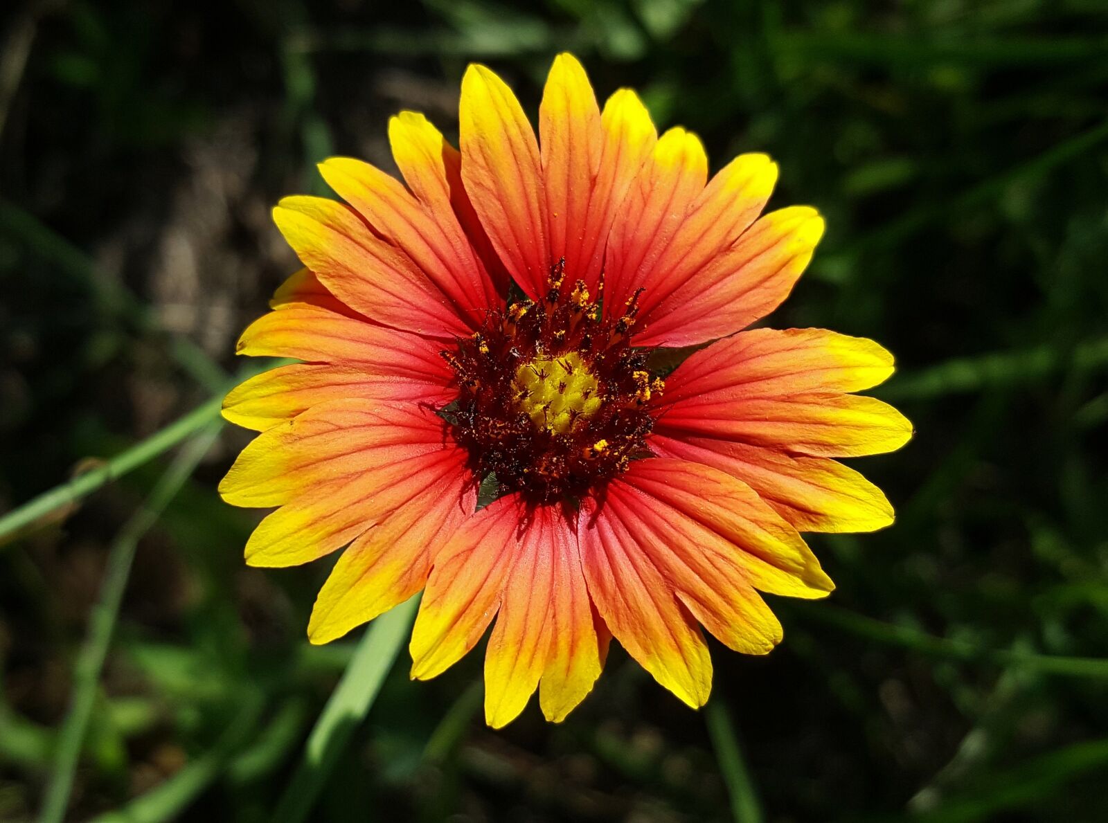 Samsung Galaxy Note5 sample photo. Blanket flower, flower, firewheel photography