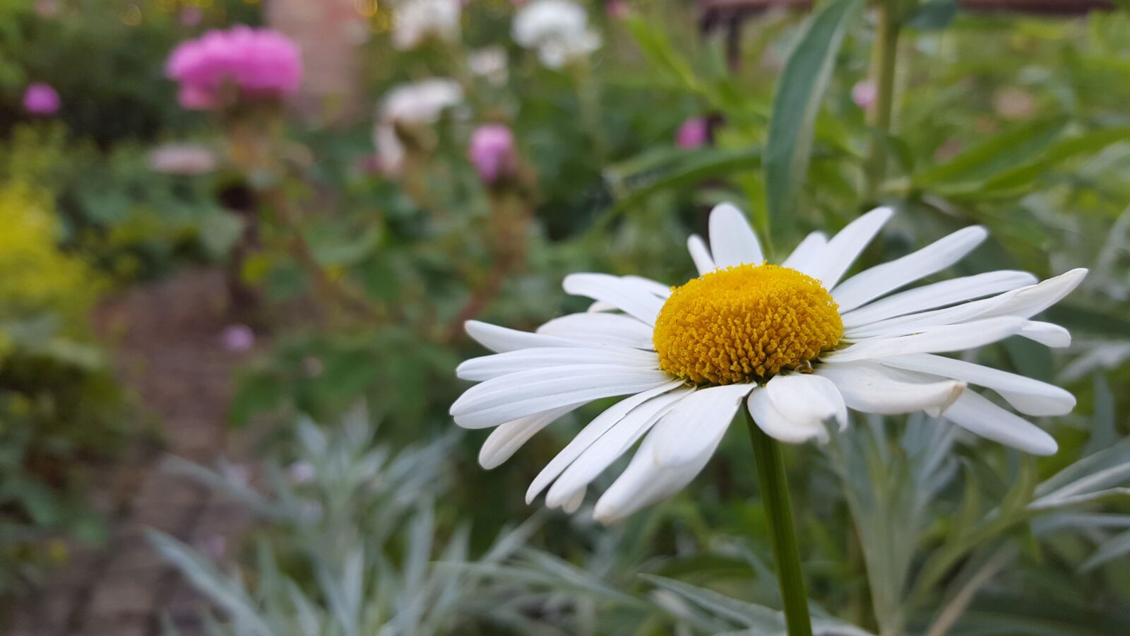Samsung Galaxy S6 sample photo. Marguerite, shrub, flower photography