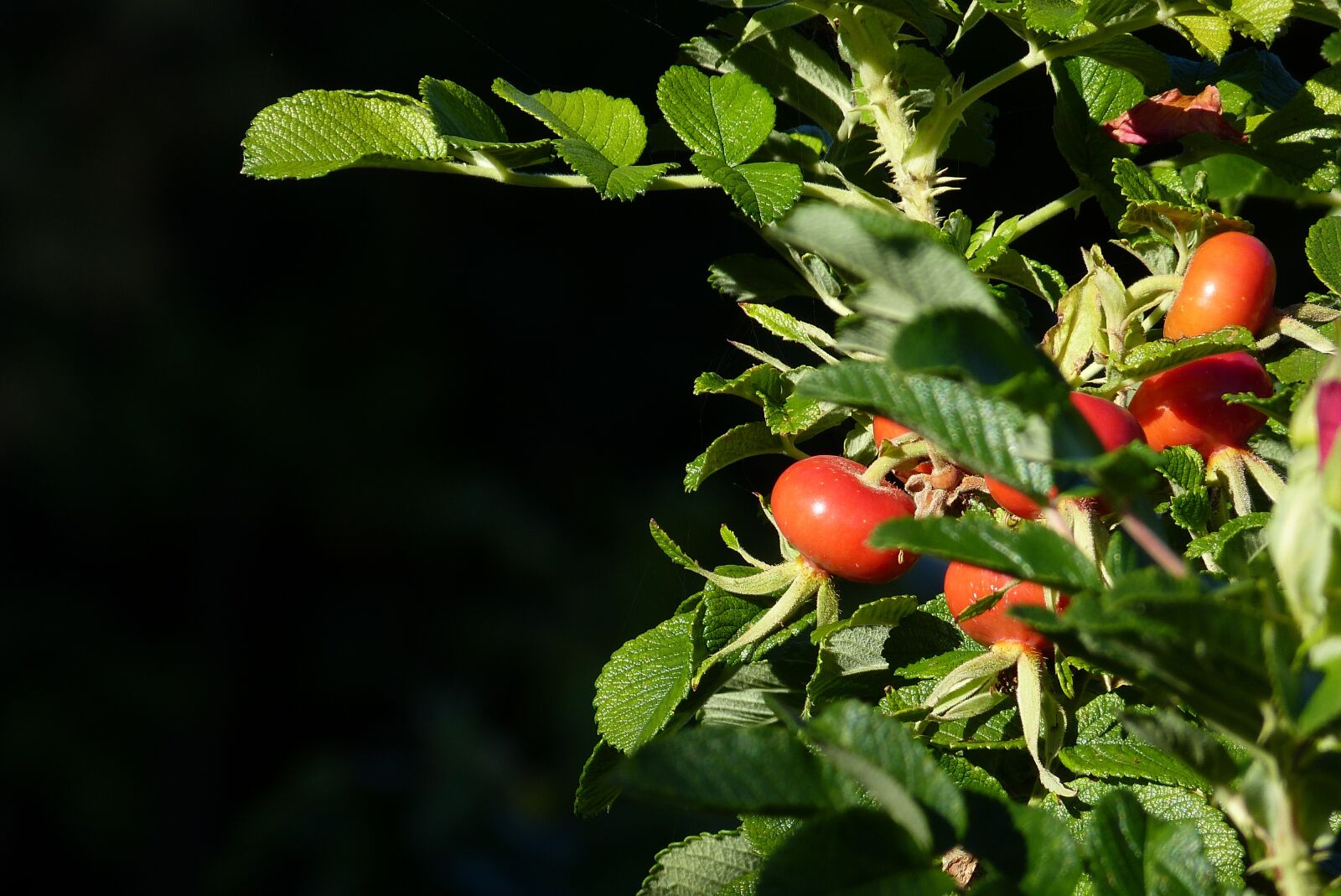 Panasonic Lumix DMC-FZ150 sample photo. Medicinal plant, rose hip photography