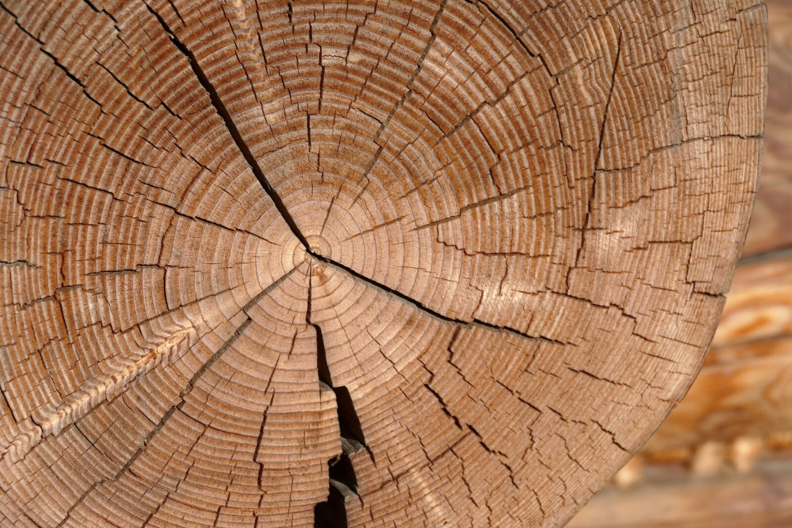 Panasonic Lumix DMC-FZ1000 sample photo. Tree, wood, jug tree photography